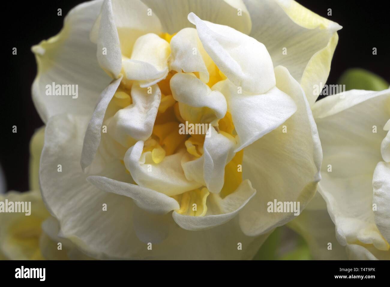 Giunchiglie (Narcissus), Studio Shot Foto Stock