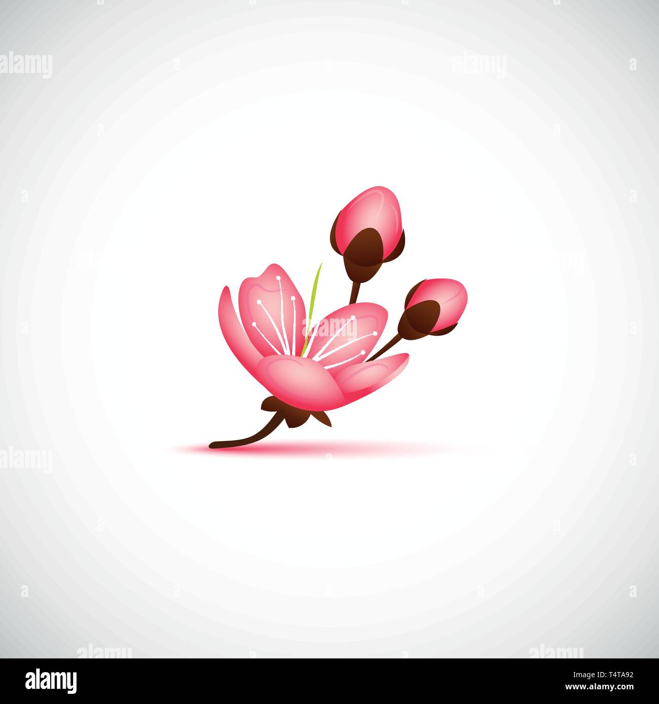 Rosa fiori di ciliegio fiori di sakura illustrazione vettoriale EPS10 Illustrazione Vettoriale