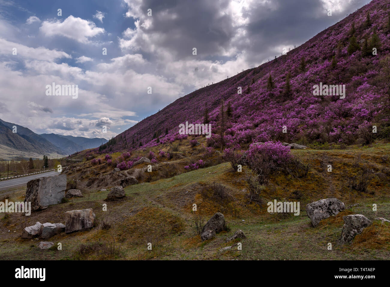 Macchie di arbusti con luminosi viola fiori di rododendro sui pendii della montagna lungo la strada contro un cielo nuvoloso in primavera Foto Stock