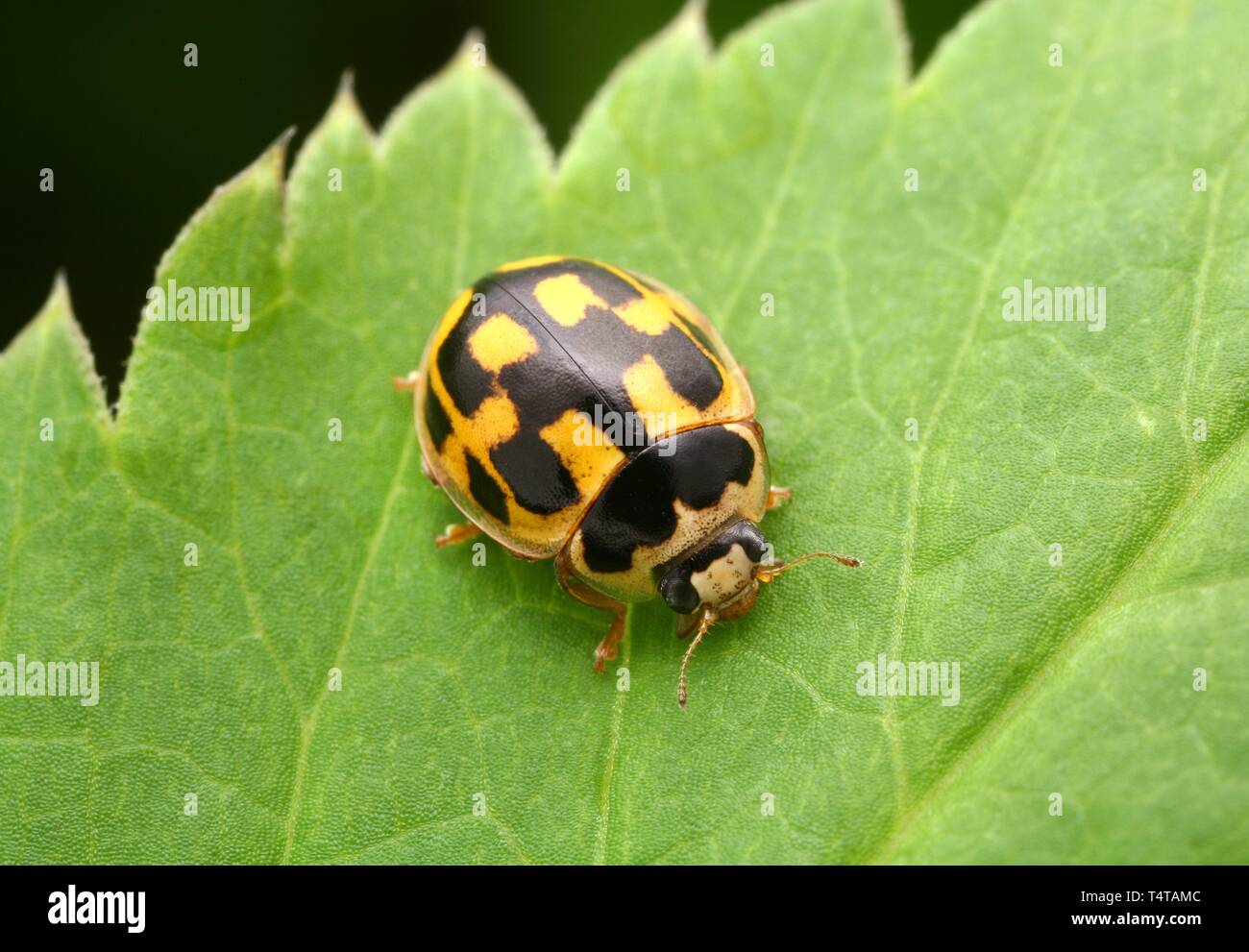 Coccinella Foto Stock