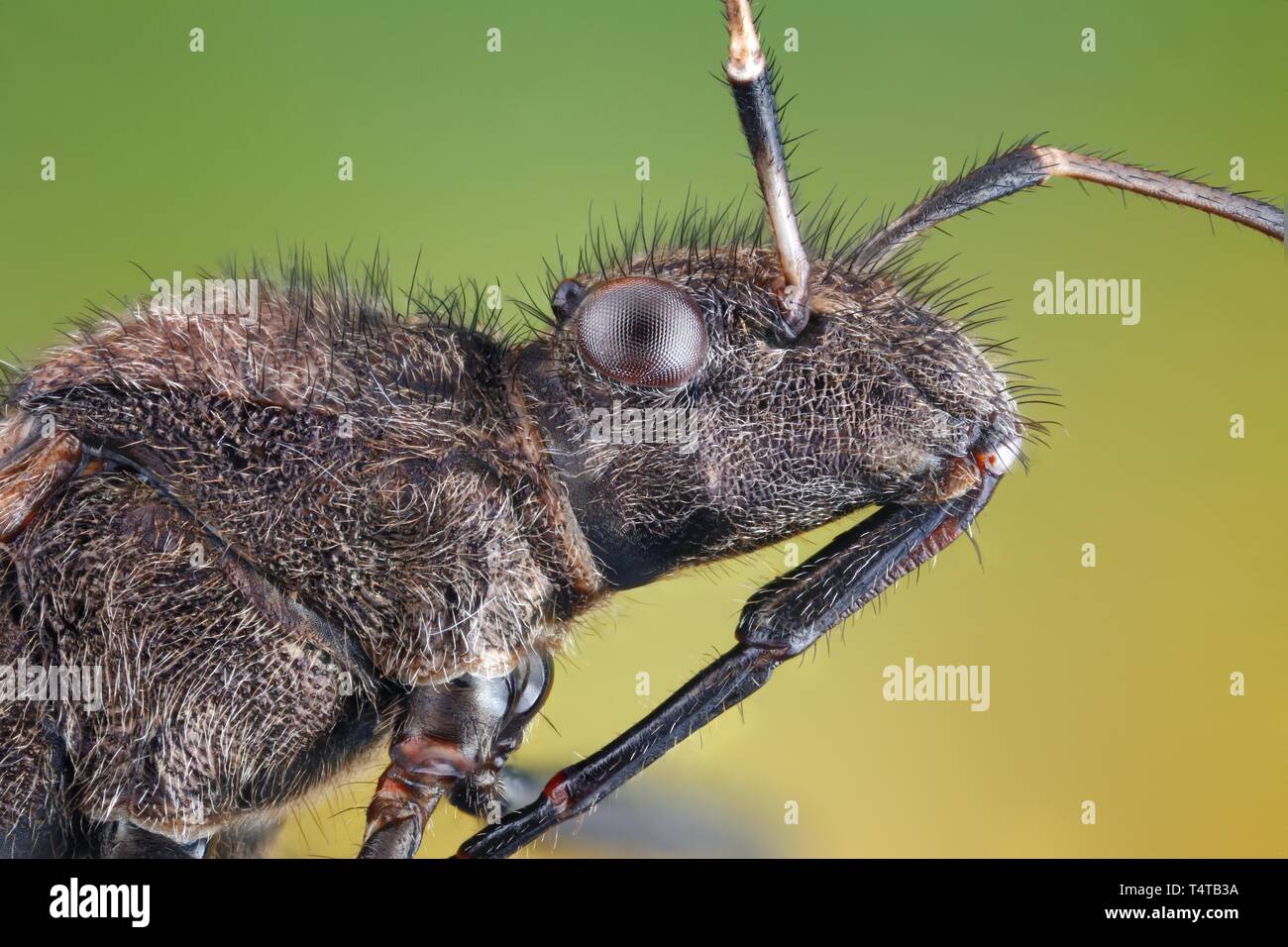 Testa di un Heteroptera (Alydus calcaratus) Foto Stock