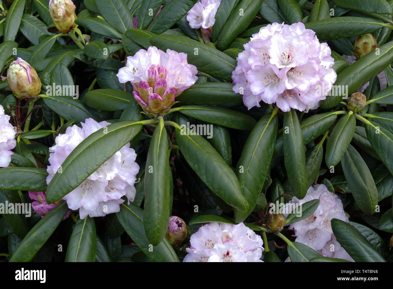 Fioritura di rododendro (Rhododendron), Rexima, la molla nel Parco di rododendro, Brema, Germania, Europa Foto Stock