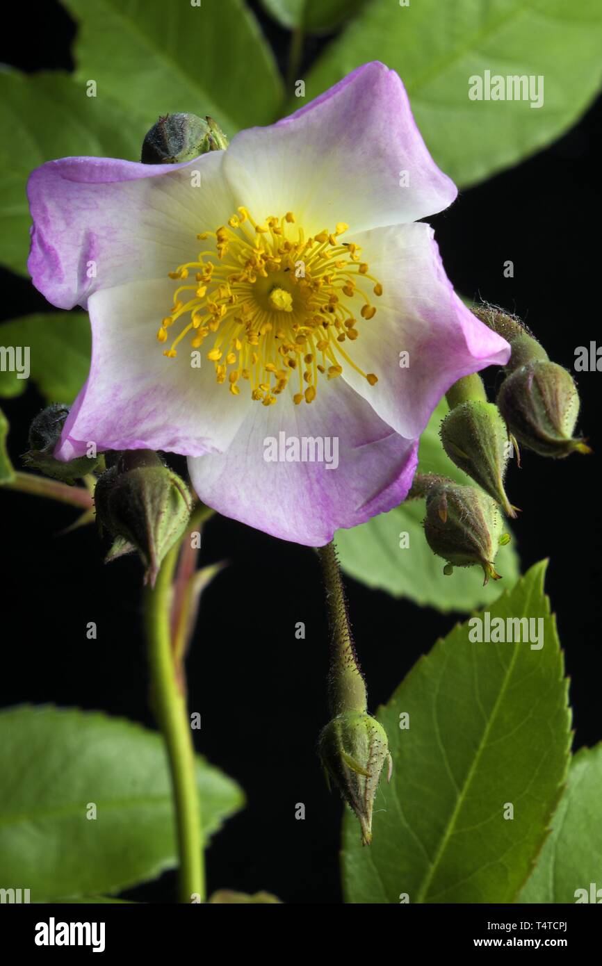 Rambler rosa (Rosa) Francesco Lester, coltivatore Lester giardini di rose 1946 Foto Stock