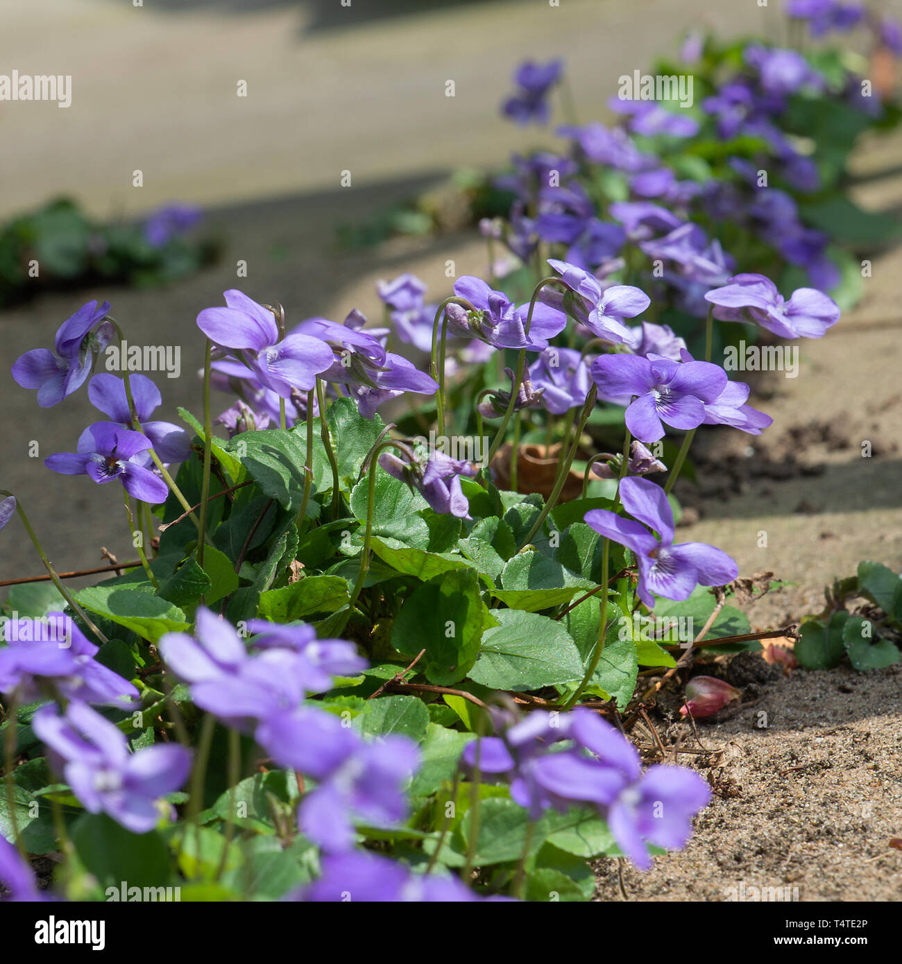Wild Self seminate comune fiori Dog-Violet tra bandiere in un giardino Alsager Cheshire England Regno Unito Regno Unito Foto Stock