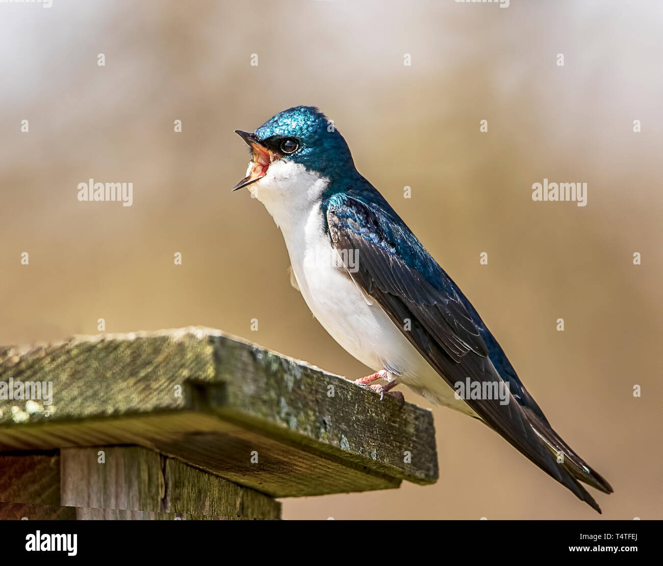 Un bellissimo albero swallow avvertirmi di stare lontano dalla scatola di nido mentre i giovani sono all'interno. Foto Stock