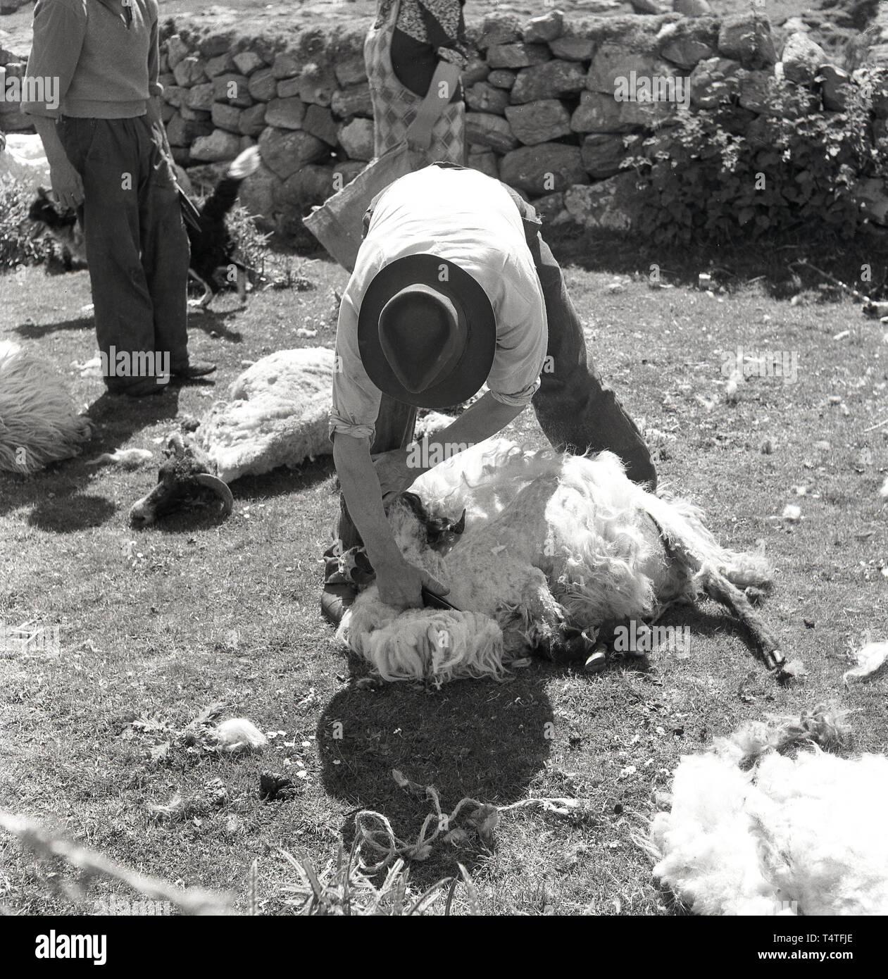 Anni sessanta, storico, tosatura pecore, in un enclosure stoneall. un agricoltore o shearer utilizzando un paio di forbici o cesoie a lama per agganciare la lana off una pecora, Inghilterra, Regno Unito. Foto Stock