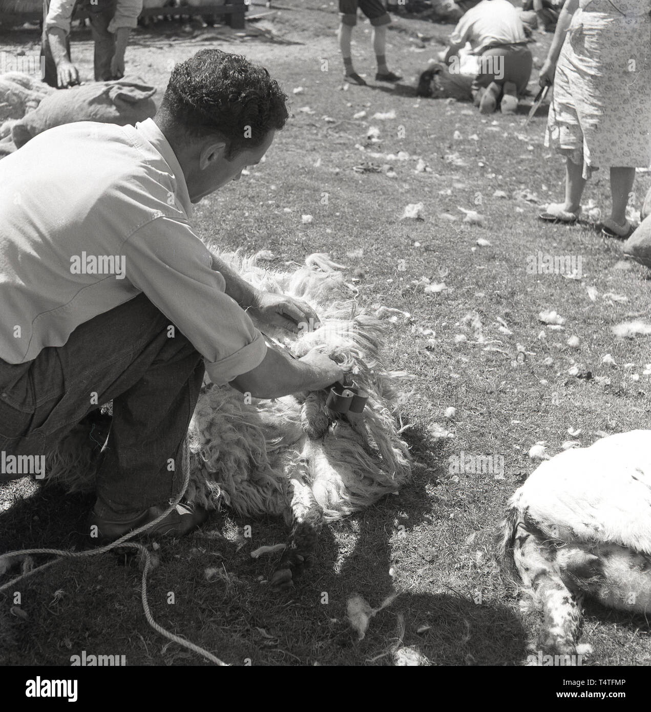Anni sessanta, storico, tosatura pecore, un agricoltore o shearer usando lame di forbici forbici per agganciare la lana off una pecora, Inghilterra, Regno Unito. Foto Stock