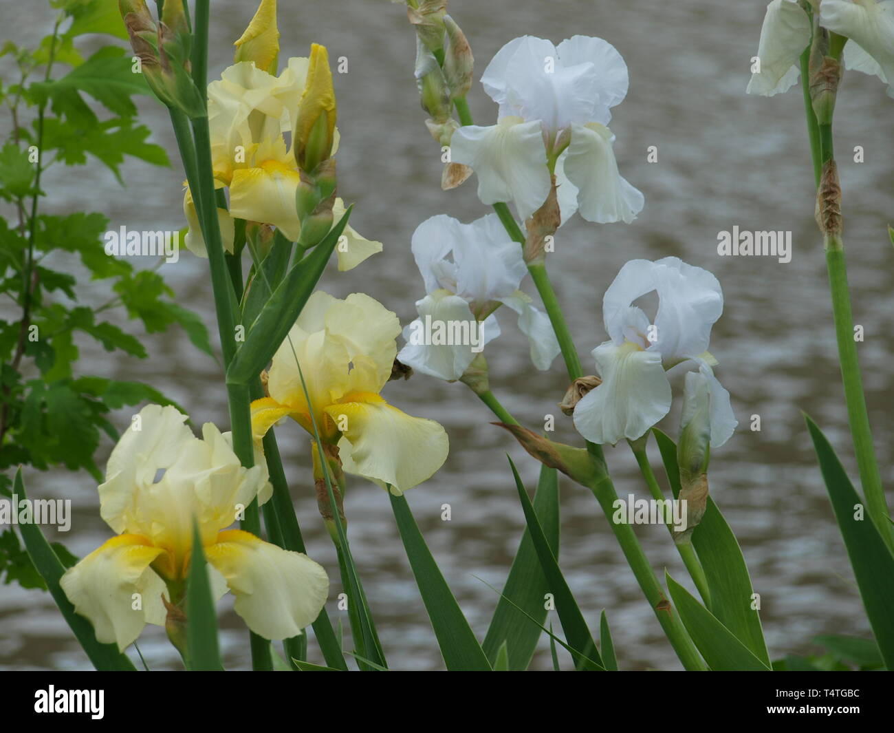Nord Texas Flora fiorisce Foto Stock