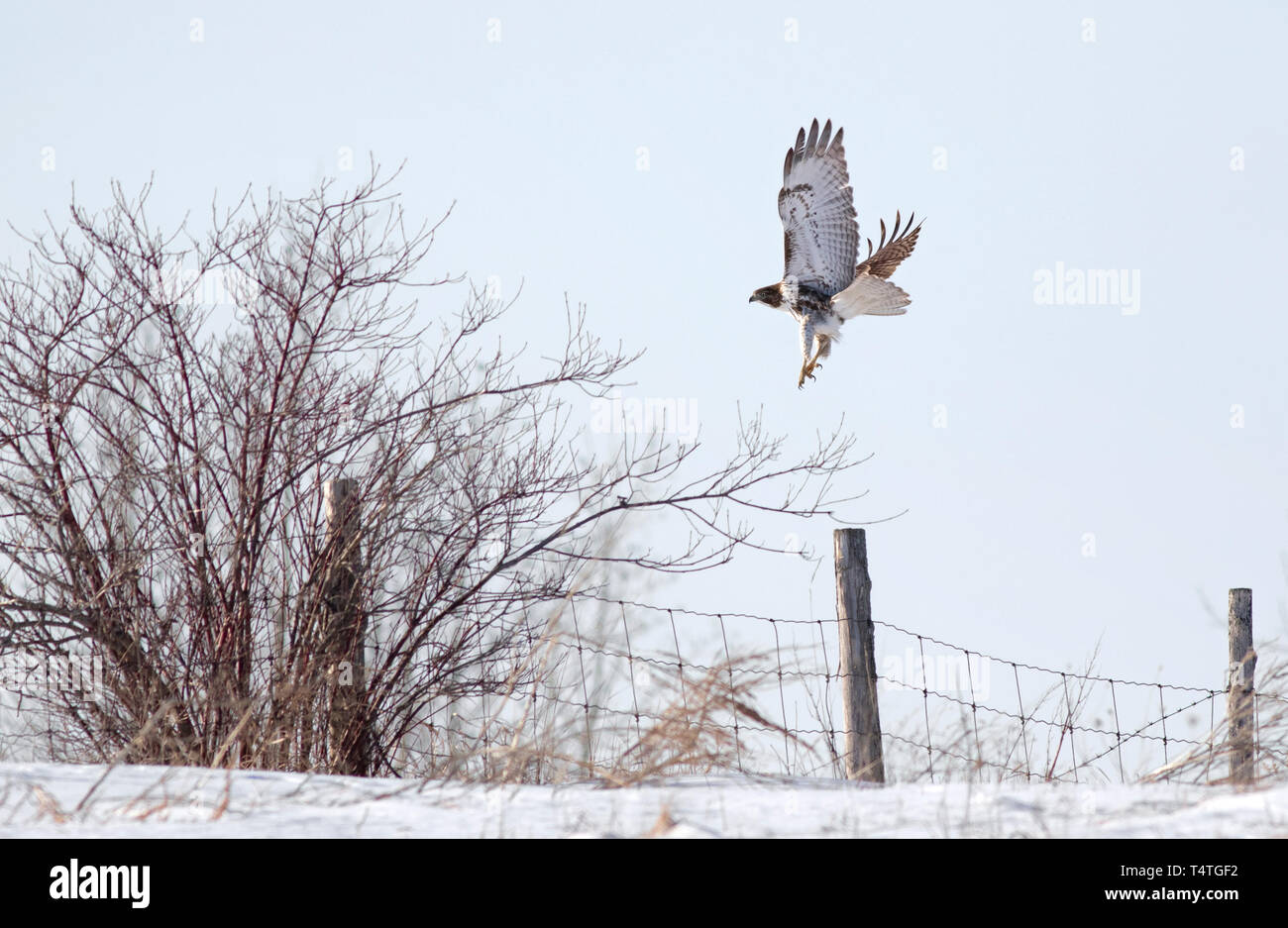 Red-tailed hawk Buteo jamaicensis in volo isolati contro un cielo blu prende il volo in Canada Foto Stock