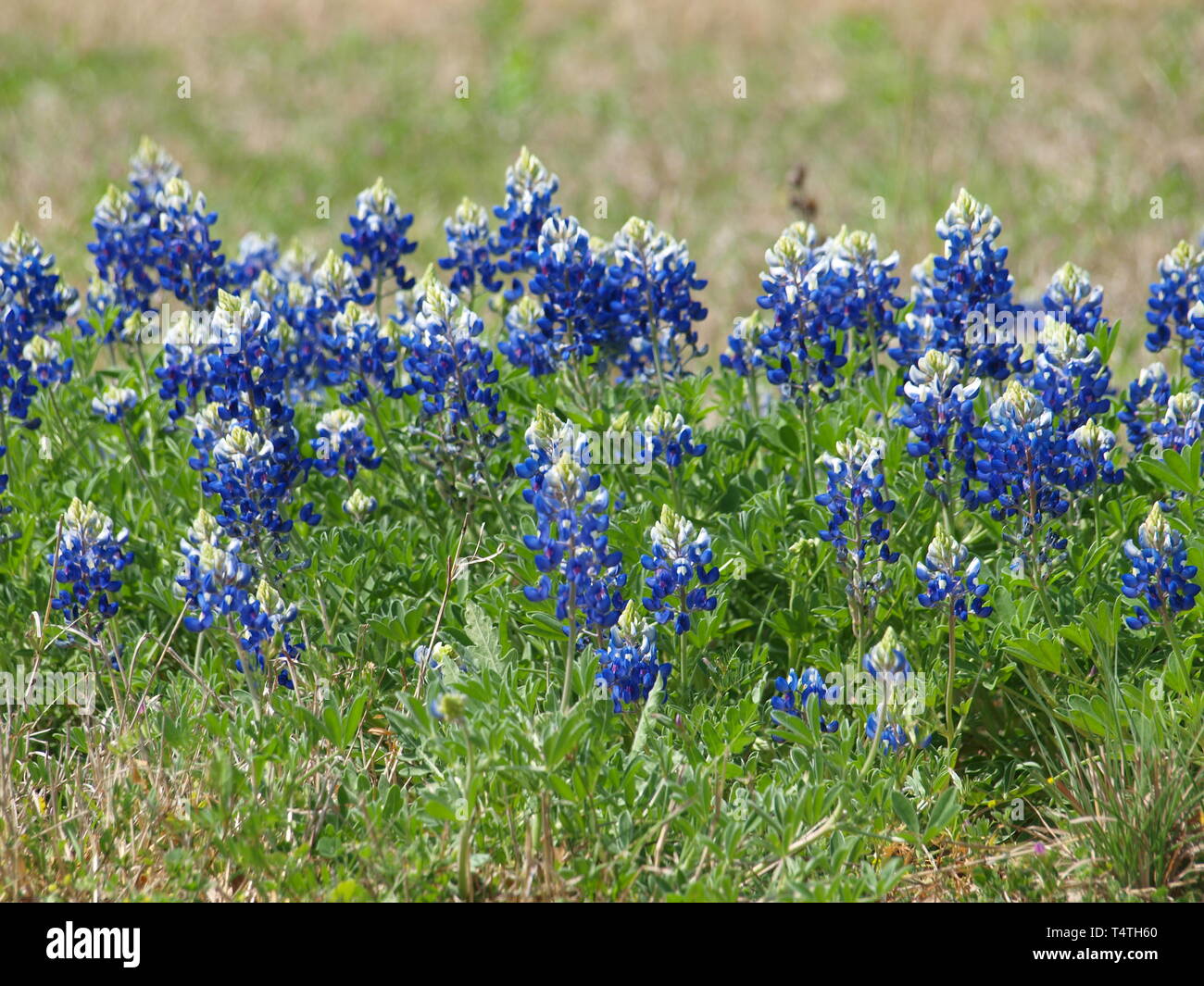 Nord Texas Flora fiorisce Foto Stock