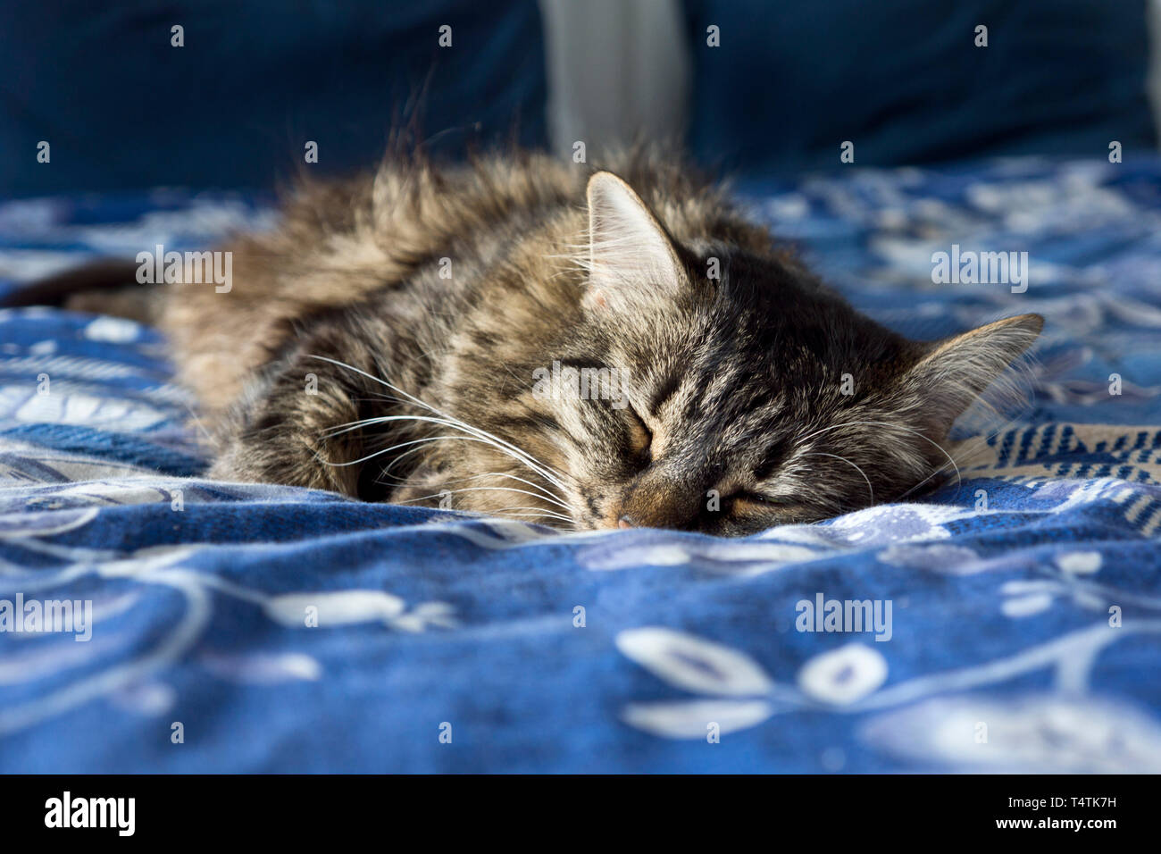 Il gatto domestico dormire nel letto Foto Stock