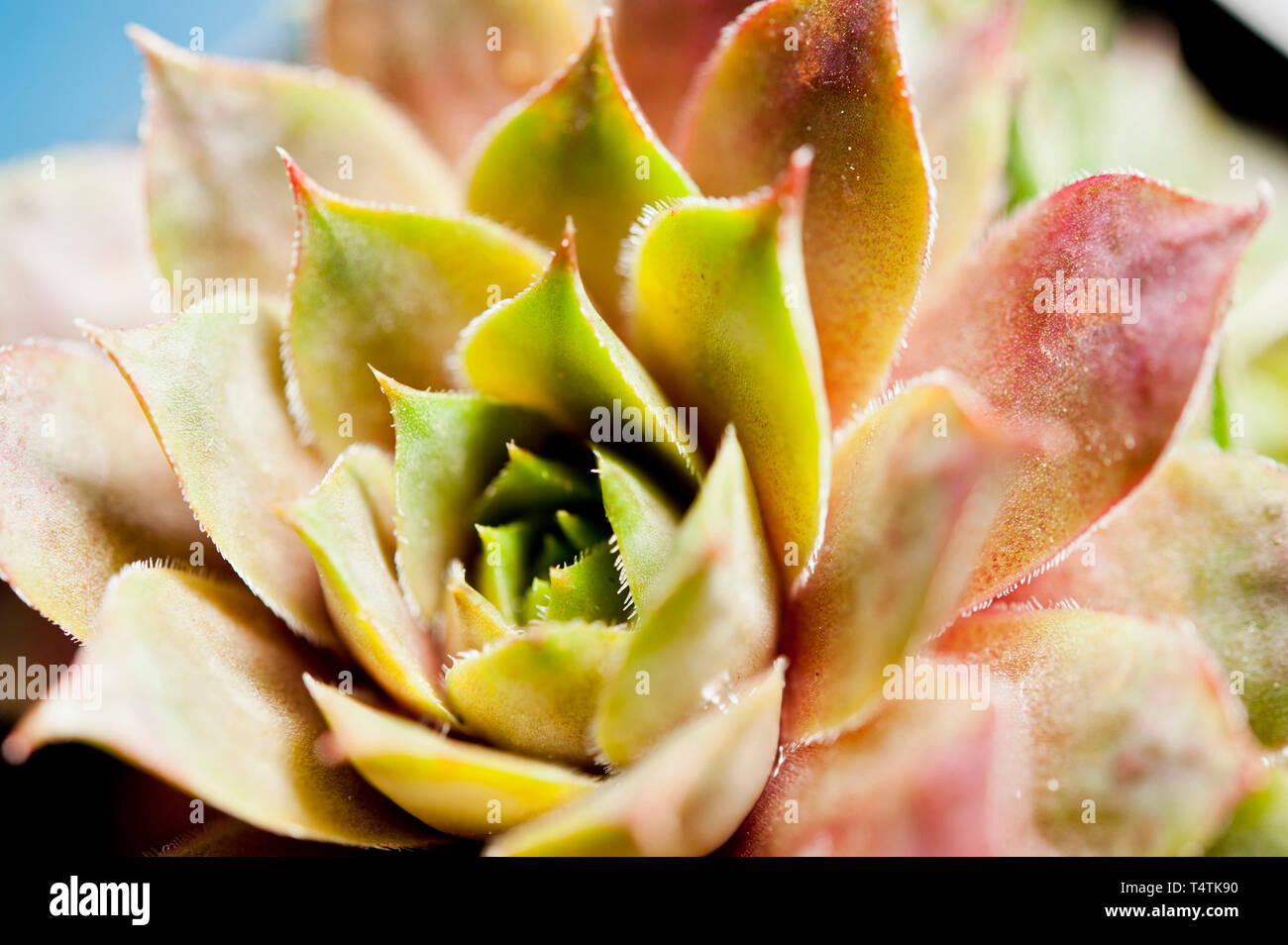 Sempervivum piante succulente, macro dettaglio di foglie Foto Stock