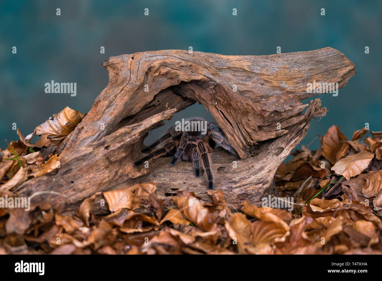 Capelli cileno rose tarantula (Grammostola rosea) - primo piano con il fuoco selettivo Foto Stock