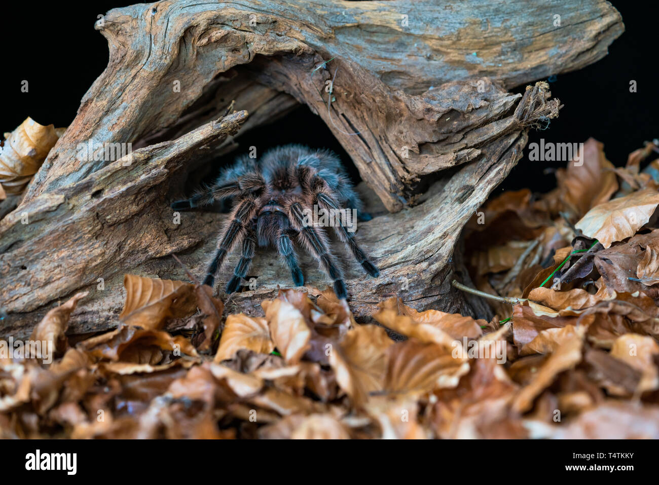 Capelli cileno rose tarantula (Grammostola rosea) - primo piano con il fuoco selettivo Foto Stock