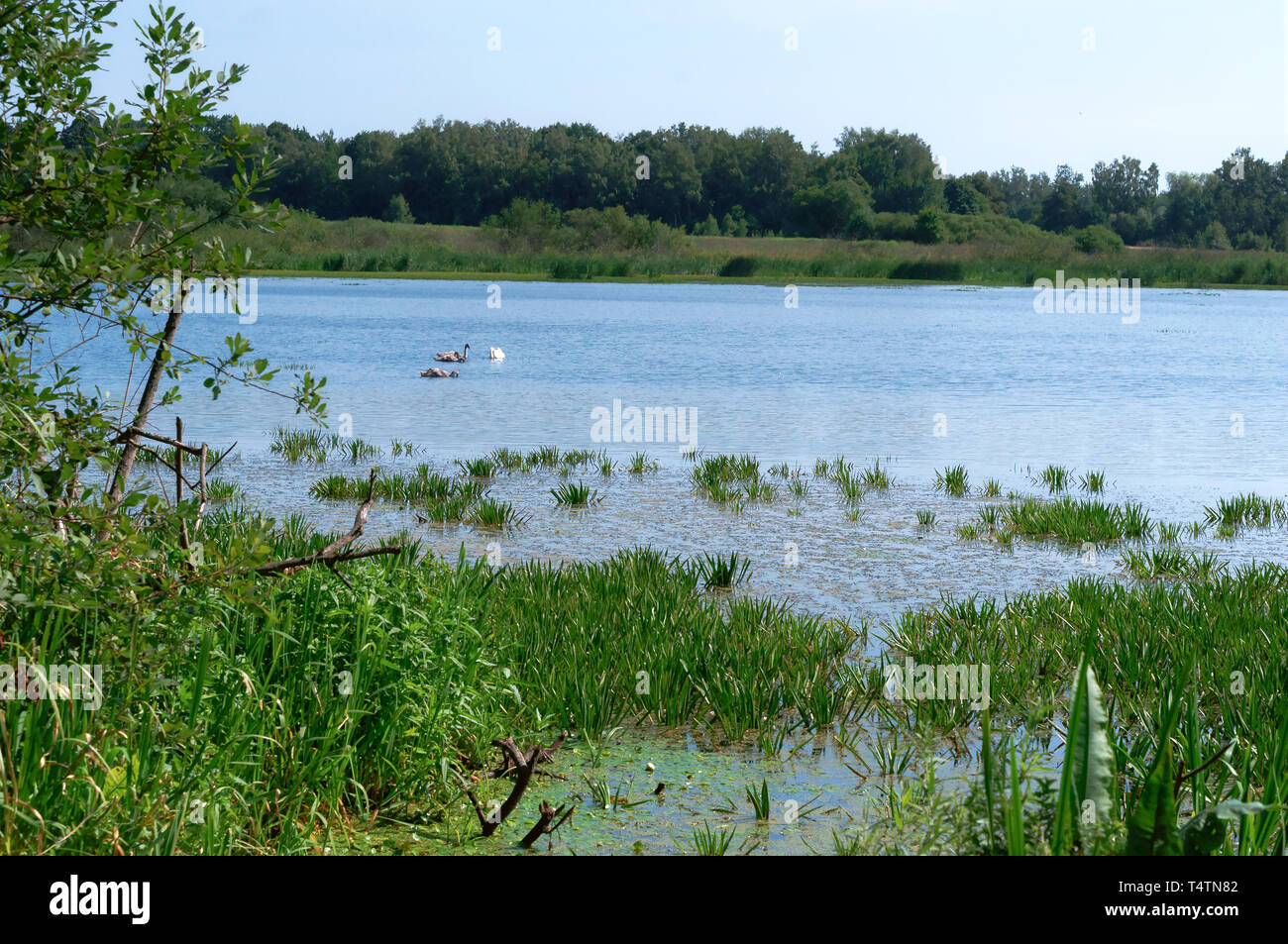 Tre cigni sul lago, lago nella foresta Foto Stock
