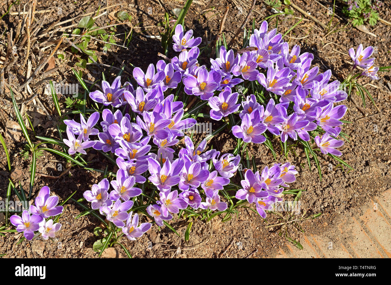 Bella prima fiori di primavera. Crocus vernus Foto Stock