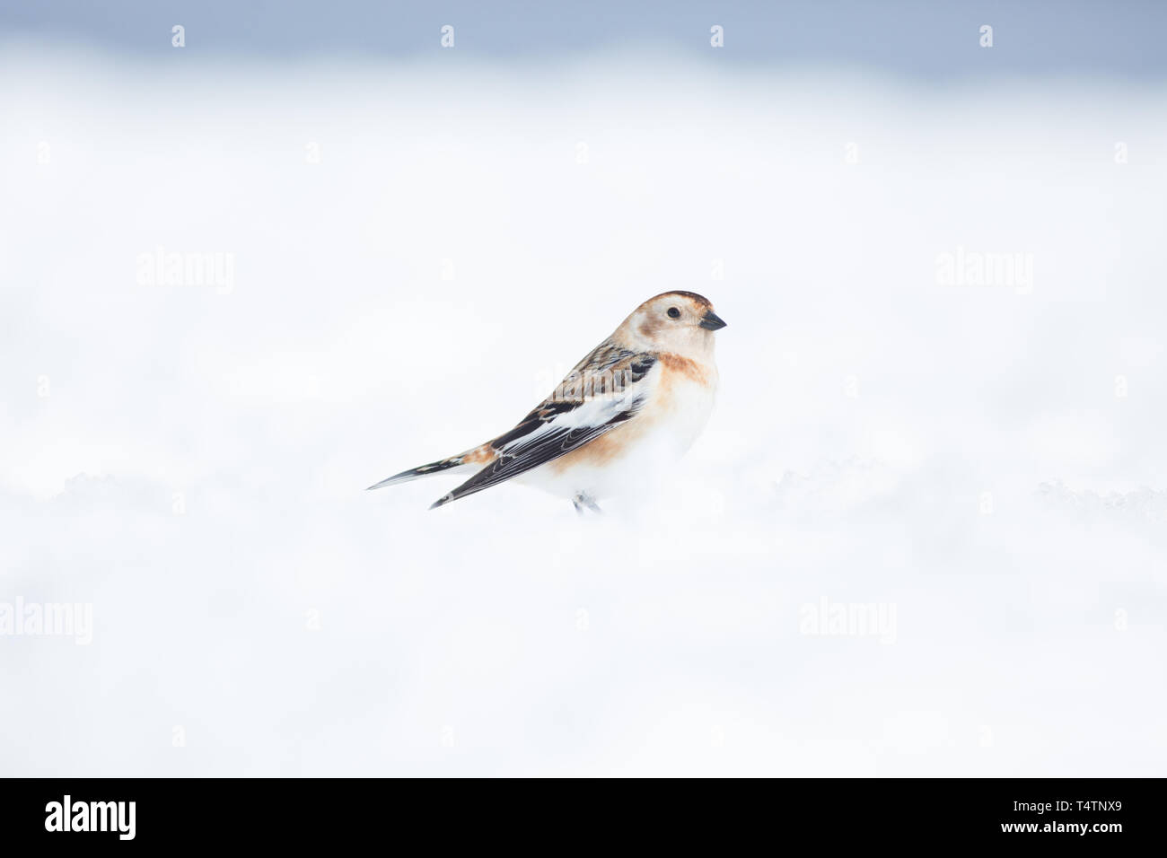 Snow bunting sul Ben Nevis, un uccello artico essi esistono sulle cime in Scozia Foto Stock