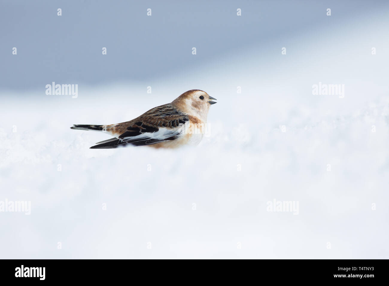Snow bunting sul Ben Nevis, un uccello artico essi esistono sulle cime in Scozia Foto Stock