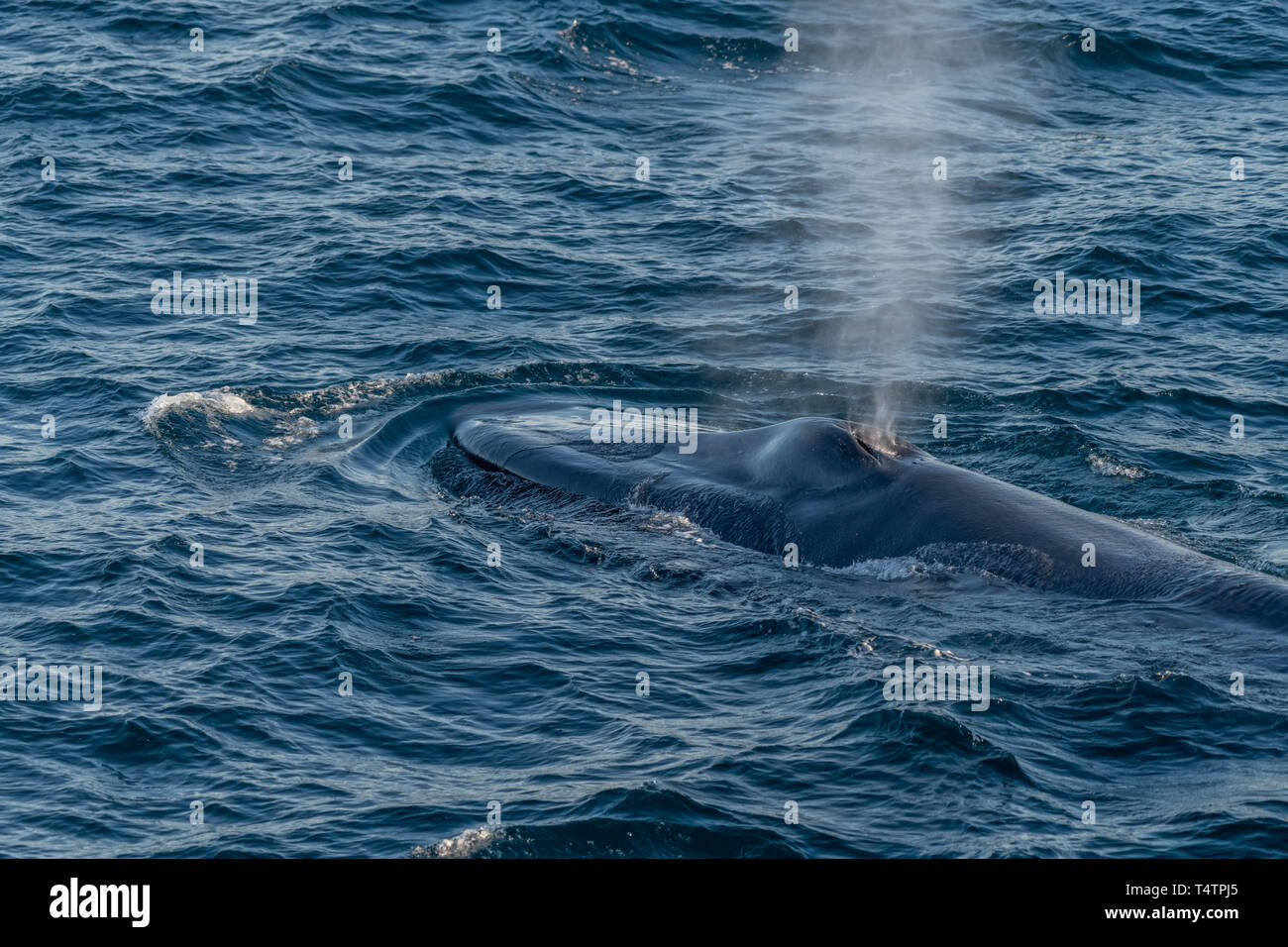 La balenottera azzurra (Balaenoptera musculus) soffiare il tubo di lancio sulla superficie al largo della costa della Baja California. Foto Stock