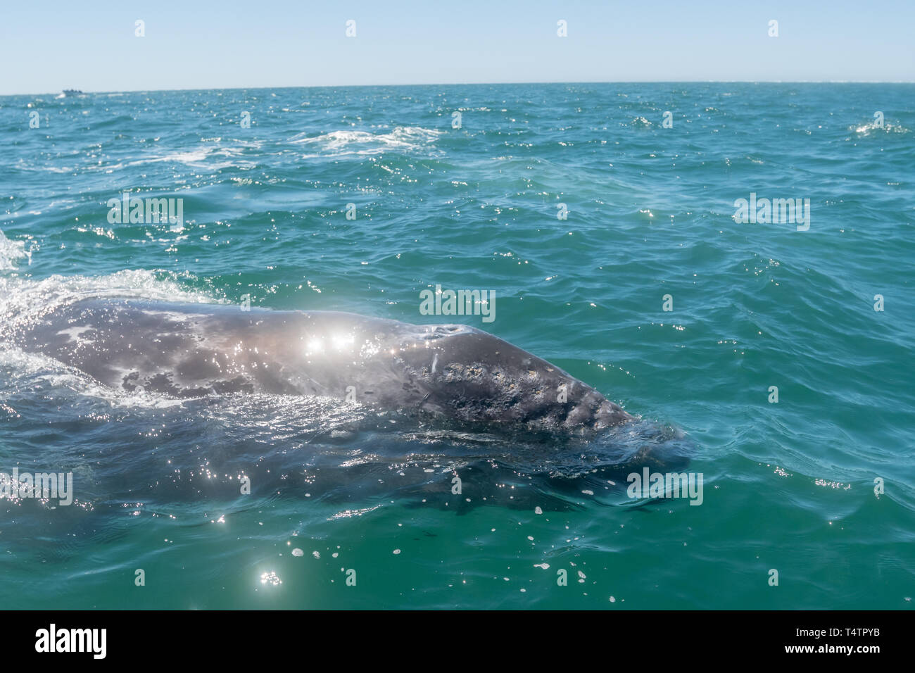 Balena Grigia (Eschrichtius robustus) superfici al largo della costa della Baja California, Messico. Foto Stock