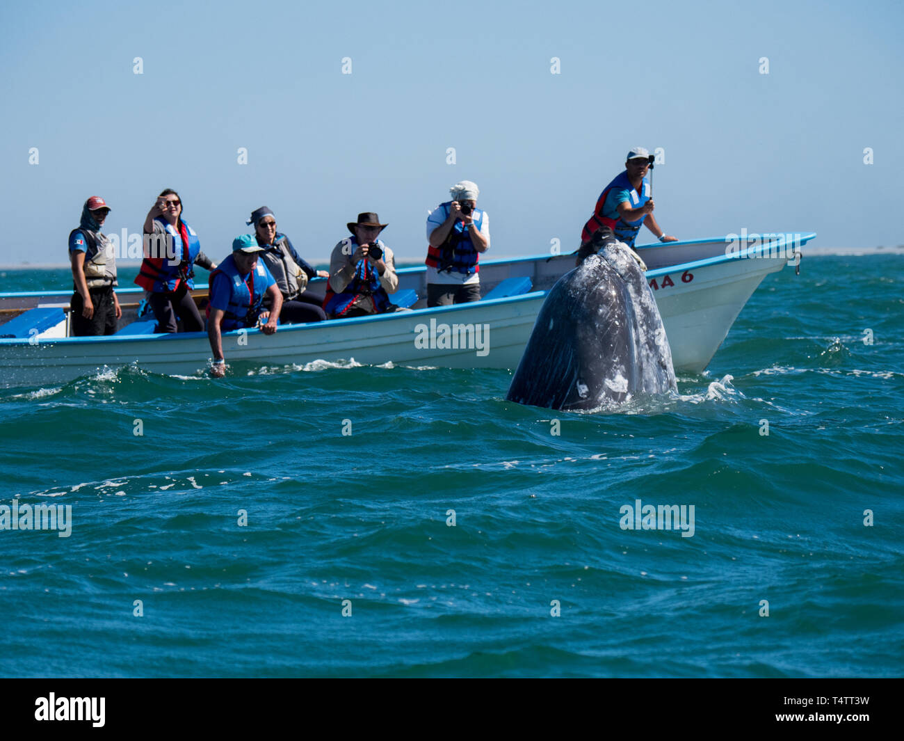 Una curiosa balena grigia ed entusiasti di natura turisti in San Ignacio laguna, Baja California Sur, Messico Foto Stock