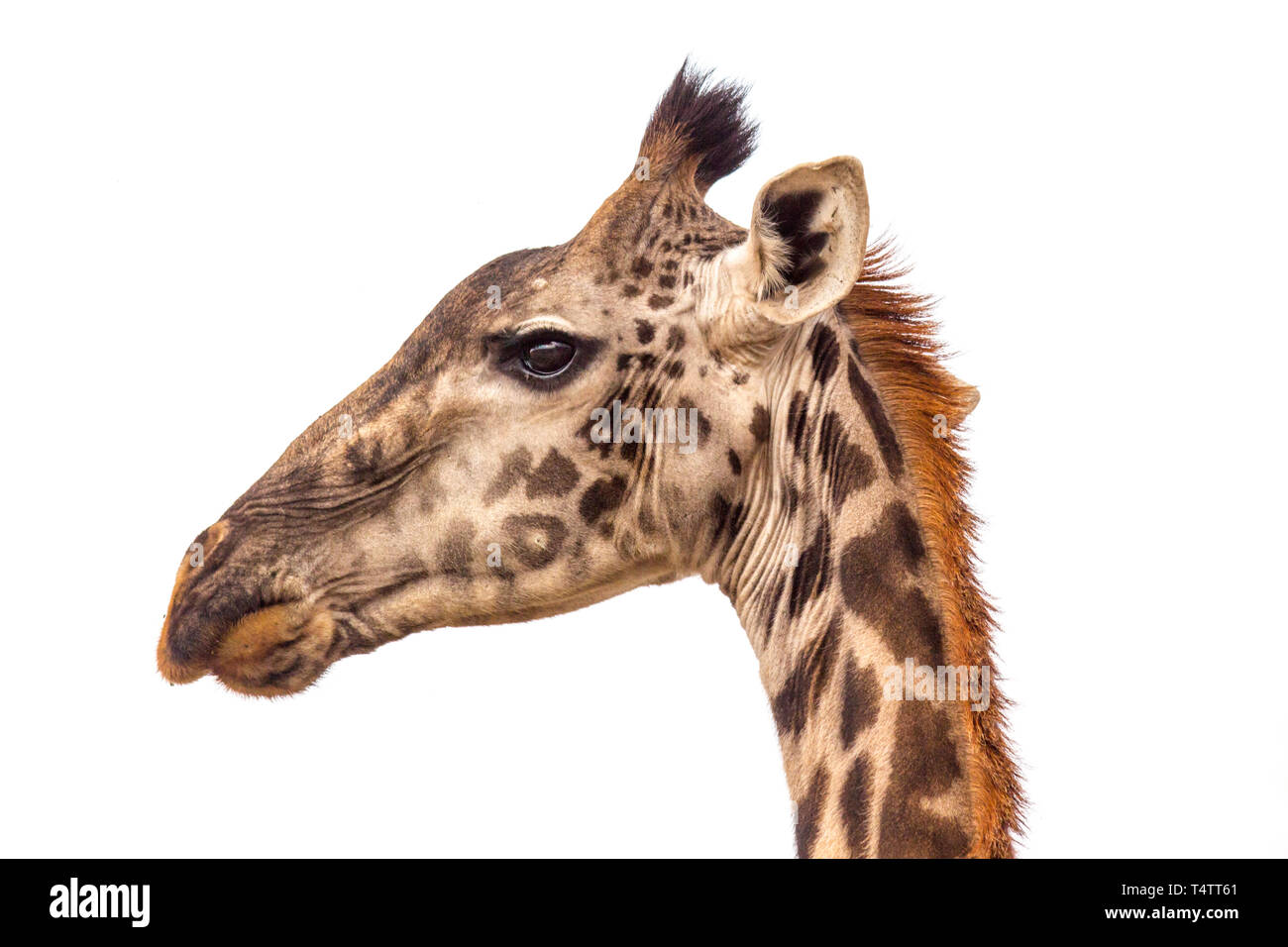 Un profilo portraite della giraffa sulla savana in Tanzania Foto Stock