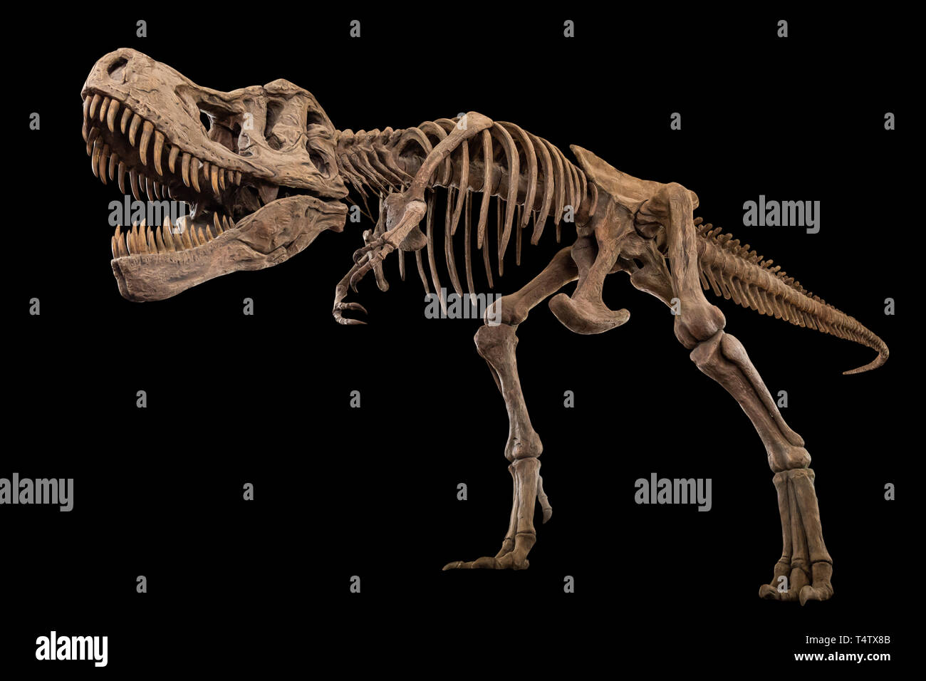 Tyrannosaurus Rex scheletro isolati su sfondo . Embedded tracciati di ritaglio . Foto Stock