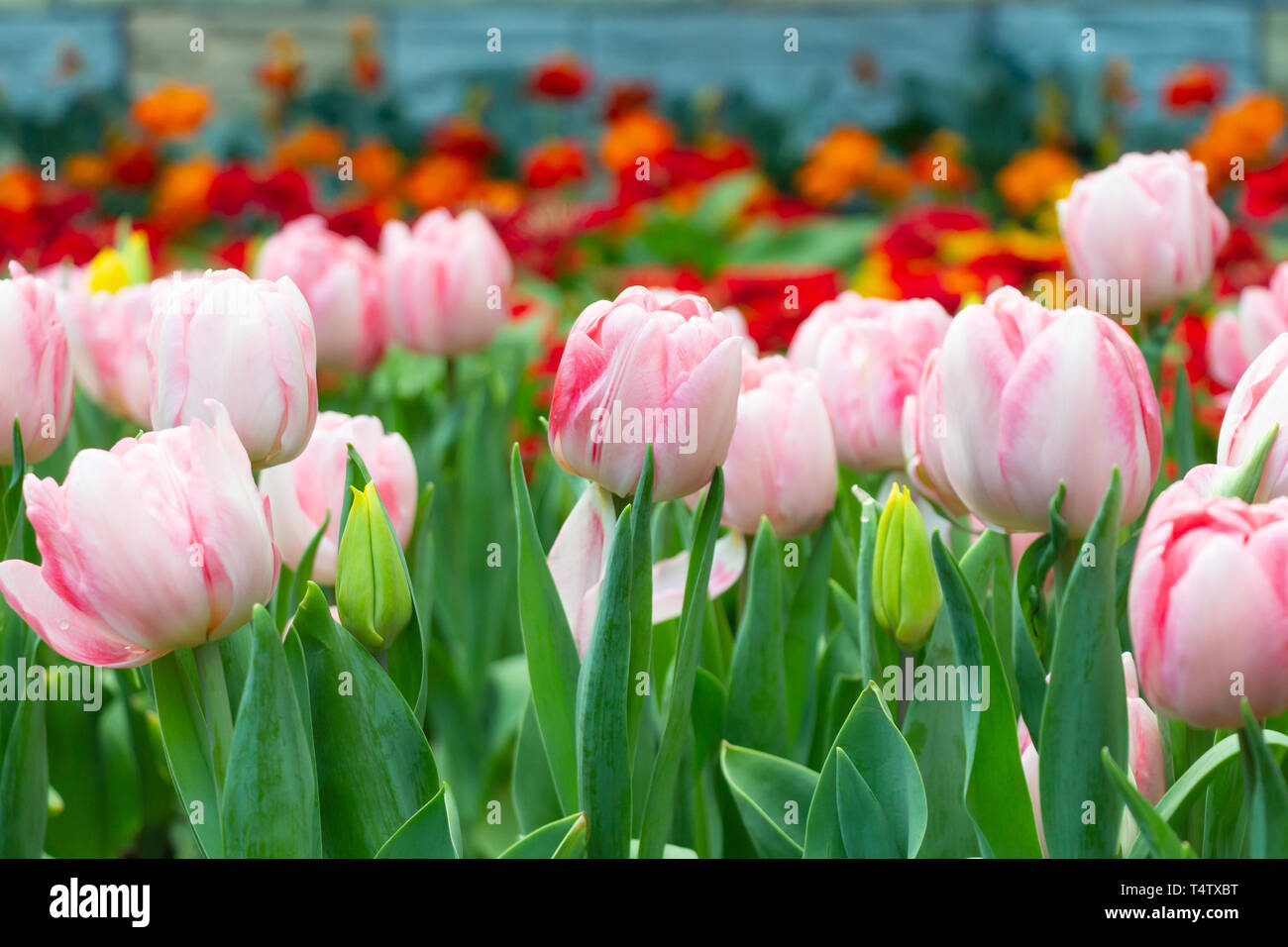 Tulip fiori nel giardino . Rosa e di colore rosso . Foto Stock