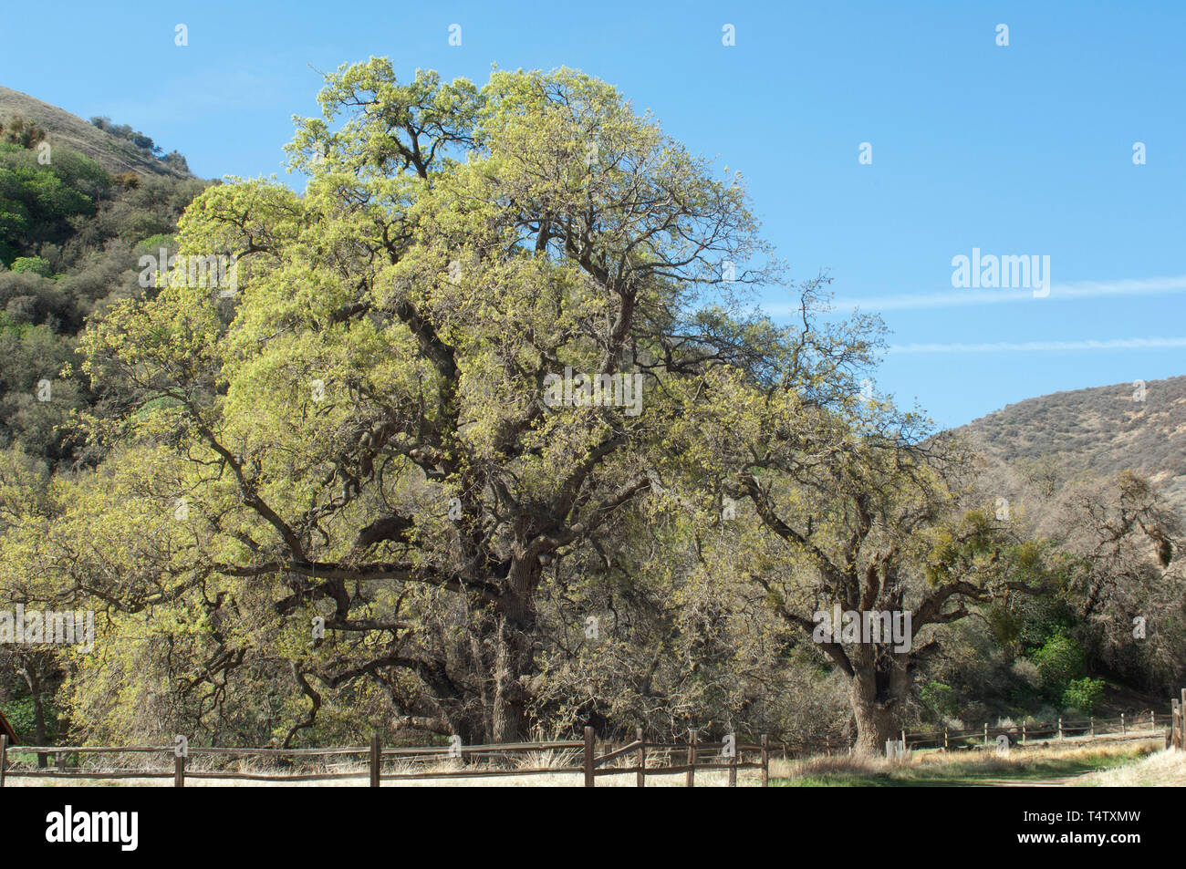 Live oaks a Fort Tejon nella valle di San Joaquin, vicino Lebec, California. Fotografia digitale Foto Stock