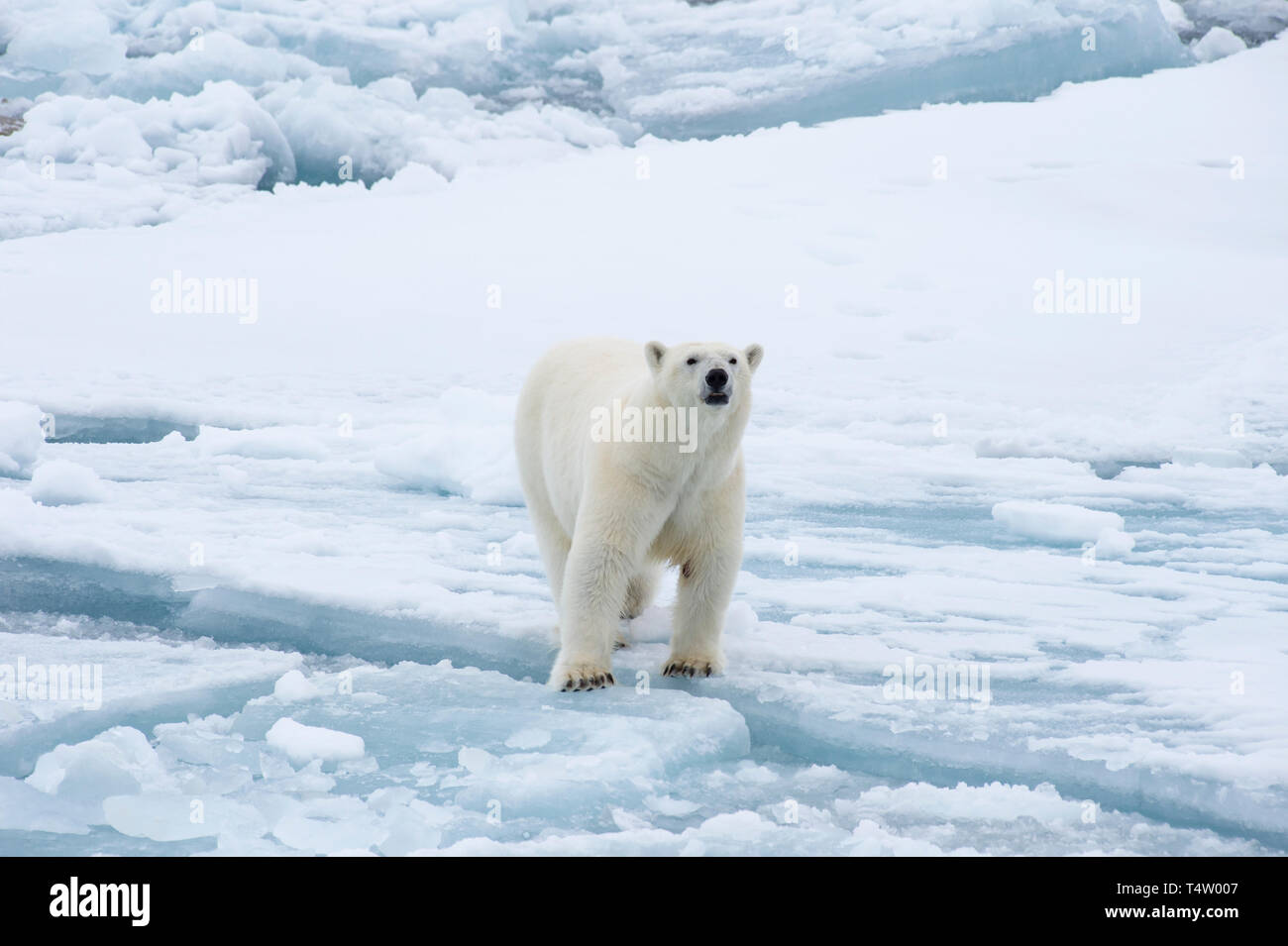 Orso polare Passeggiate sul ghiaccio di Franz Josef Land , viaggi al Polo Nord Foto Stock