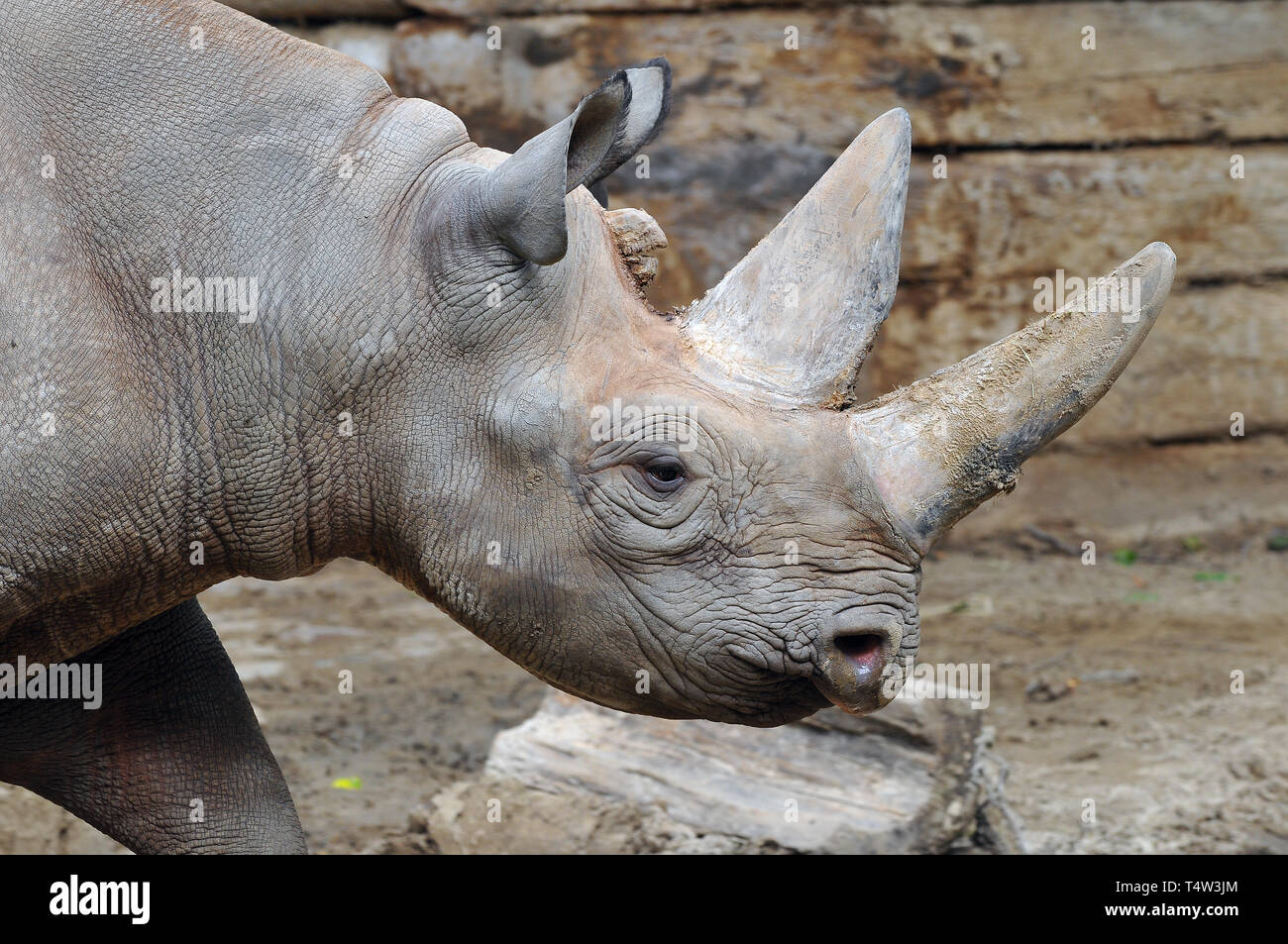 Orientale rinoceronte nero, East African rinoceronte nero, Spitzmaulnashorn, Diceros simum michaeli, kelet-afrikai keskenyszájú orrszarvú Foto Stock