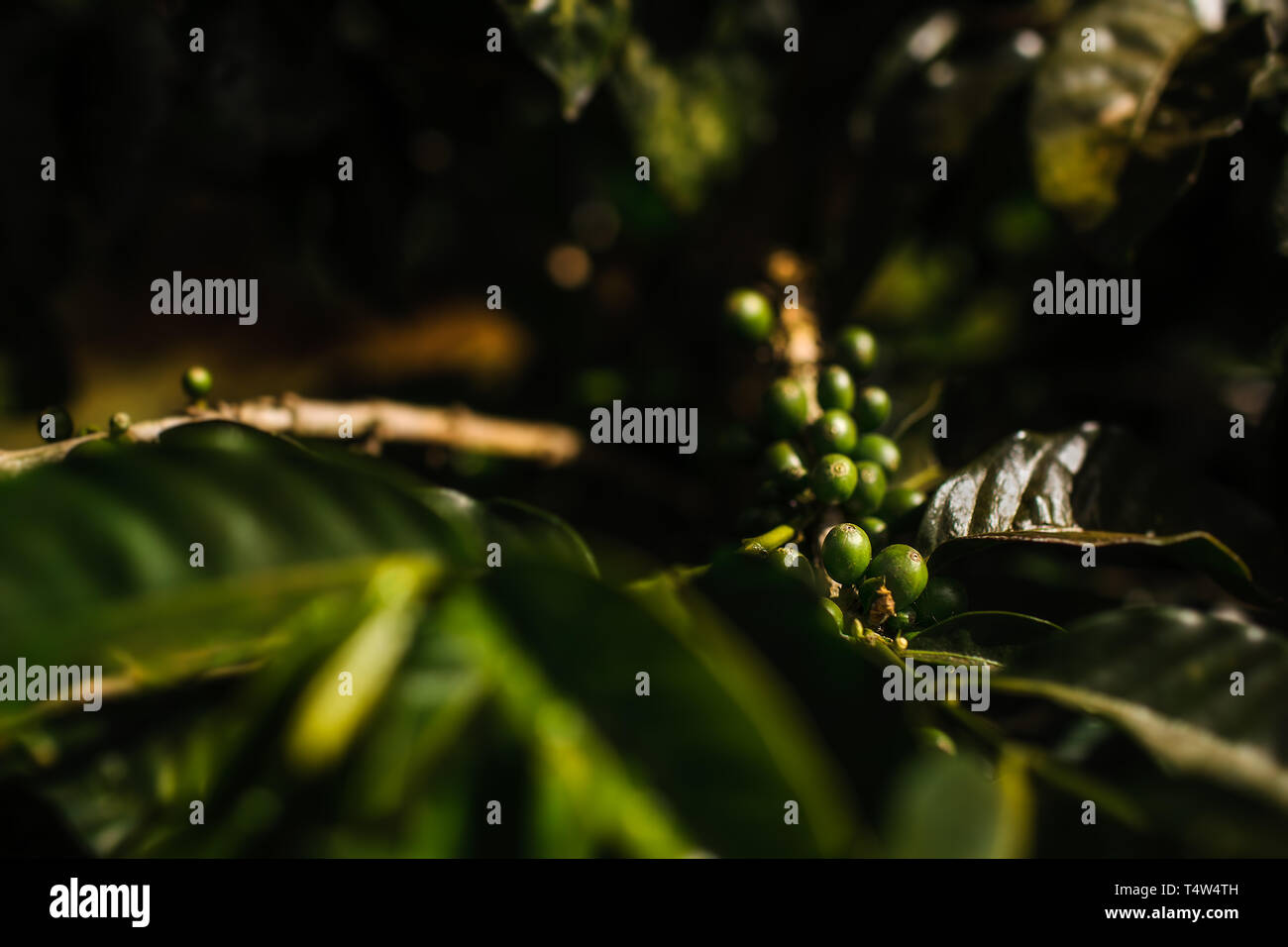 I chicchi di caffè sulla pianta del caffè coltivato in Hawaii Foto Stock