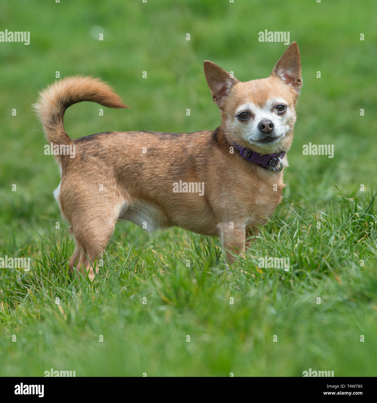 Chihuahua di rivestimento liscio Foto Stock