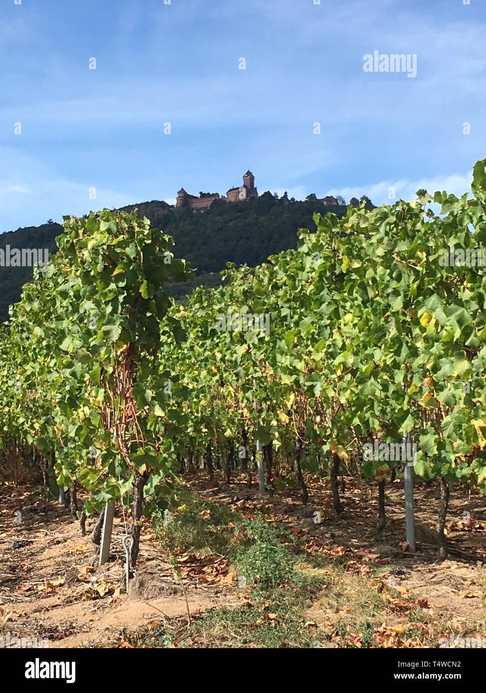 Uva da vino bianco su pianta di vite in Alsazia, Francia con vista sul castello di Kaysersberg Foto Stock