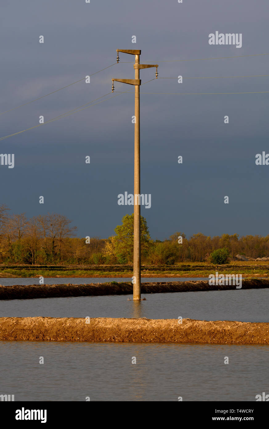 Palo elettrico immerso in acqua di un campo di riso Foto Stock