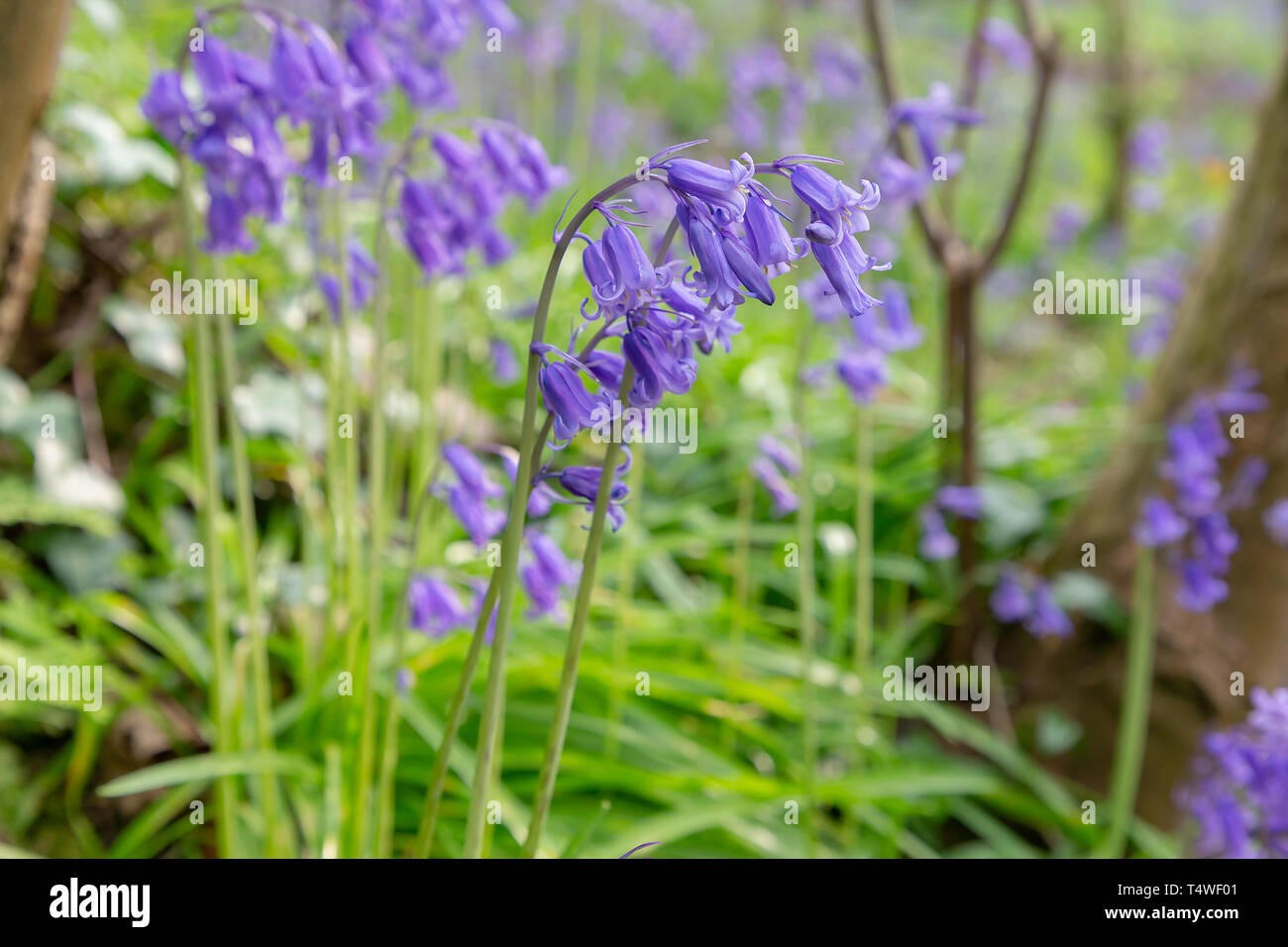 Bluebells Hopyards in legno a Marbury Park, Cheshire, Inghilterra Foto Stock
