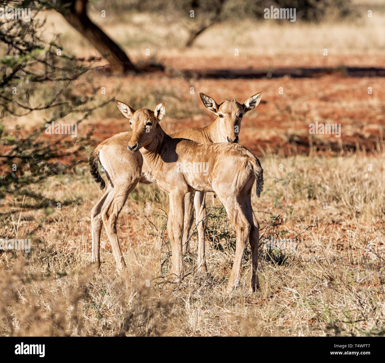 Una coppia di Red Hartebeest vitelli nel sud della savana africana Foto Stock