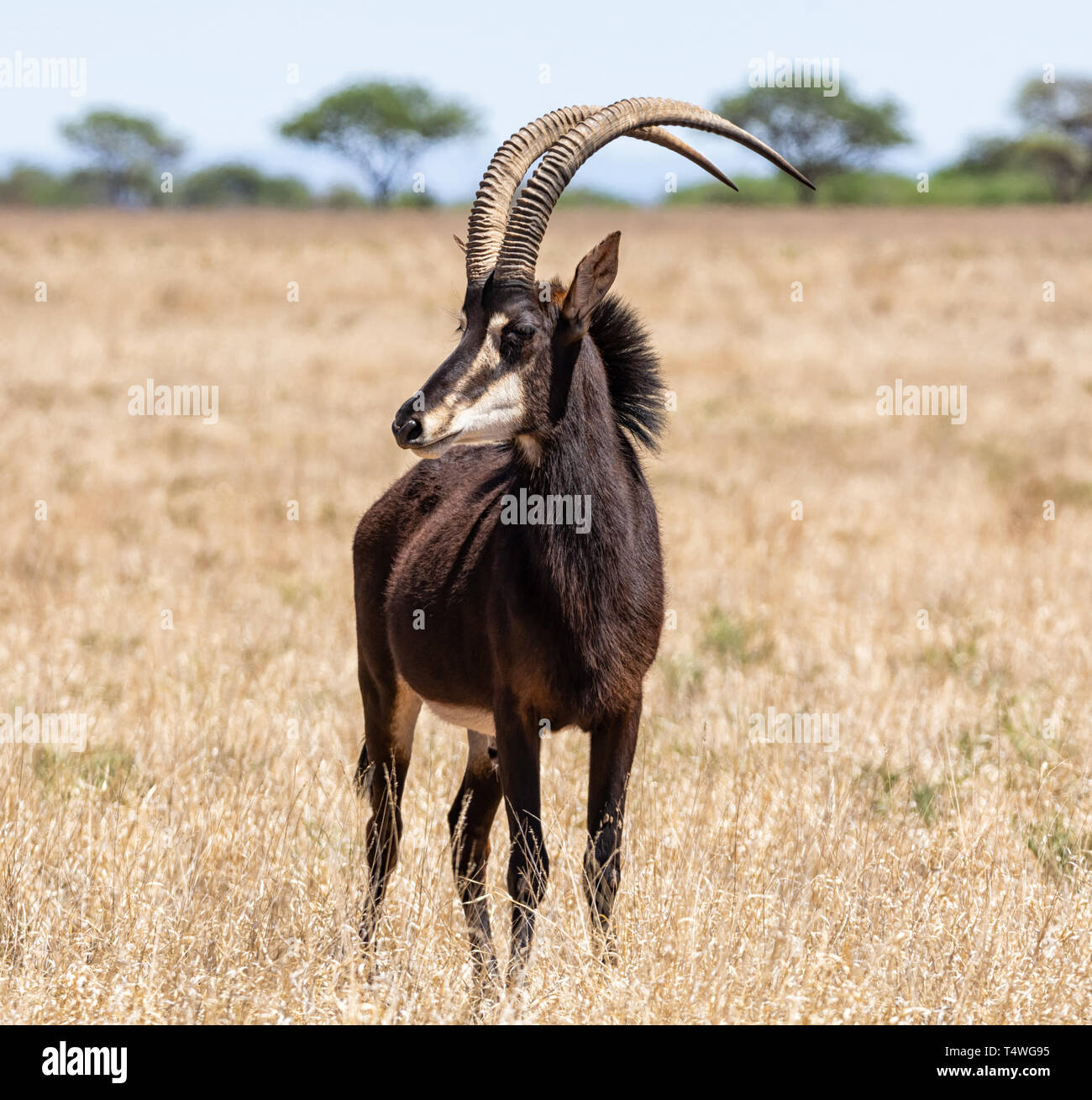 Un Sable Antelope bull in piedi nel sud della savana africana Foto Stock
