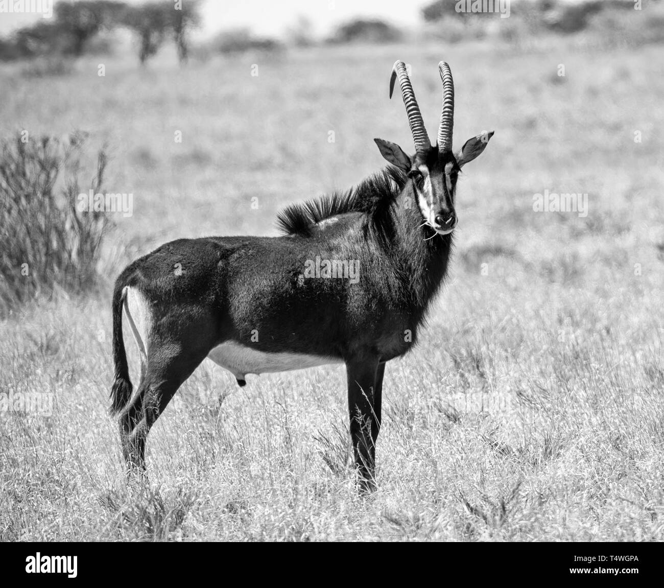 Un Sable Antelope bull in piedi nel sud della savana africana Foto Stock