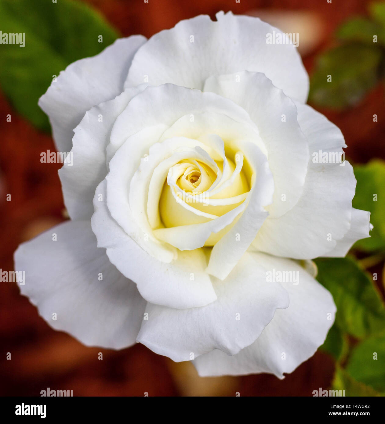 La bellezza delle Rose Foto Stock