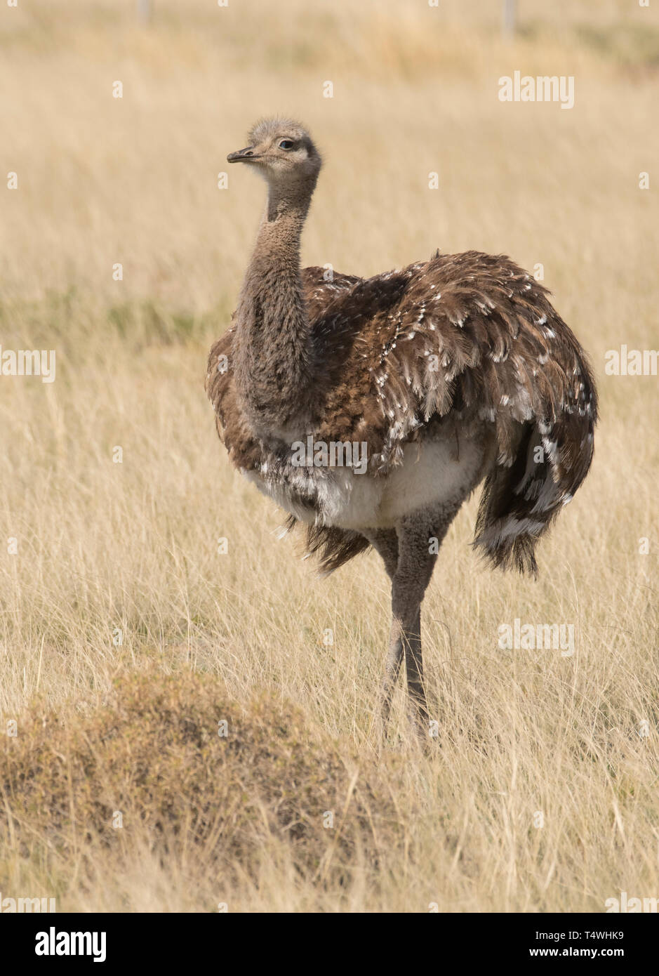 Darwin (rhea Rhea pennata) Penisola Valdes, Patagonia, Argentina Foto Stock