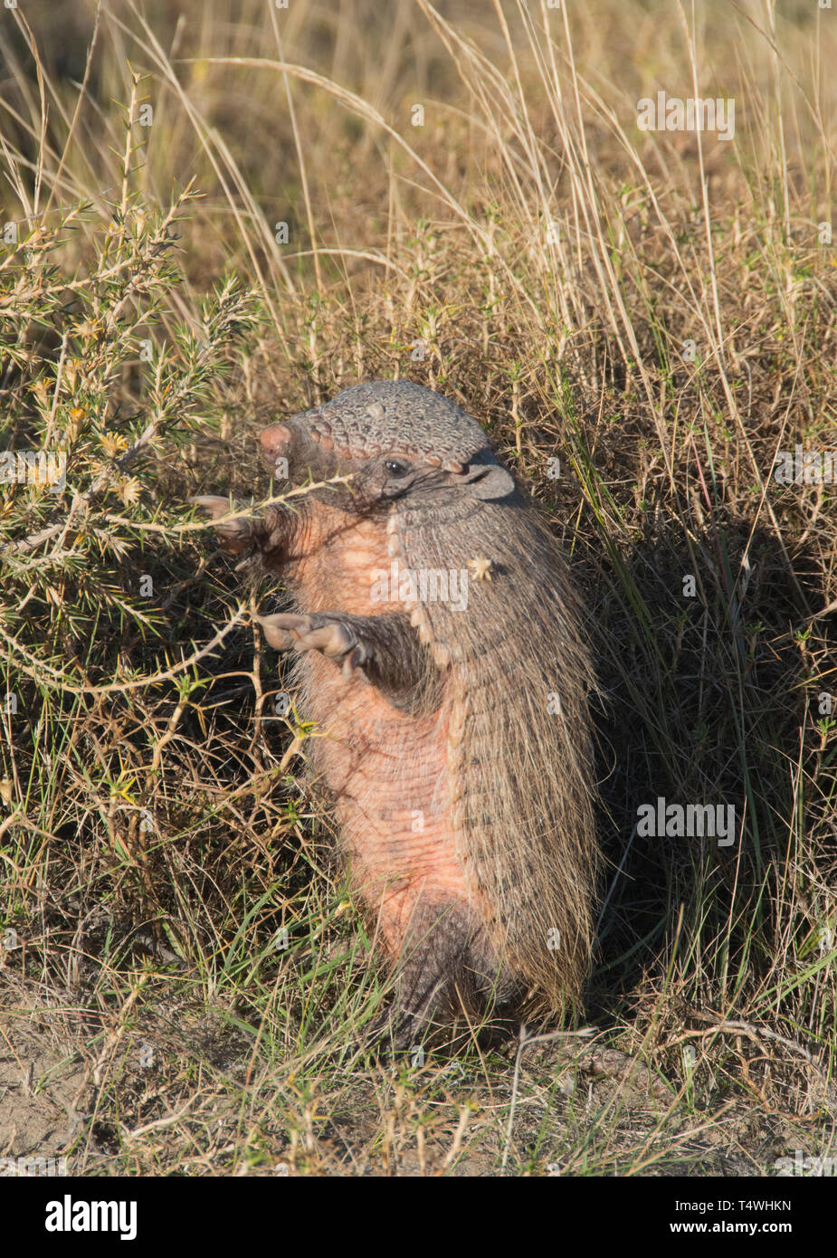 Hairy Armadillo (Chaetophractus villosus) Penisola Valdes, Patagonia, Argentina Foto Stock