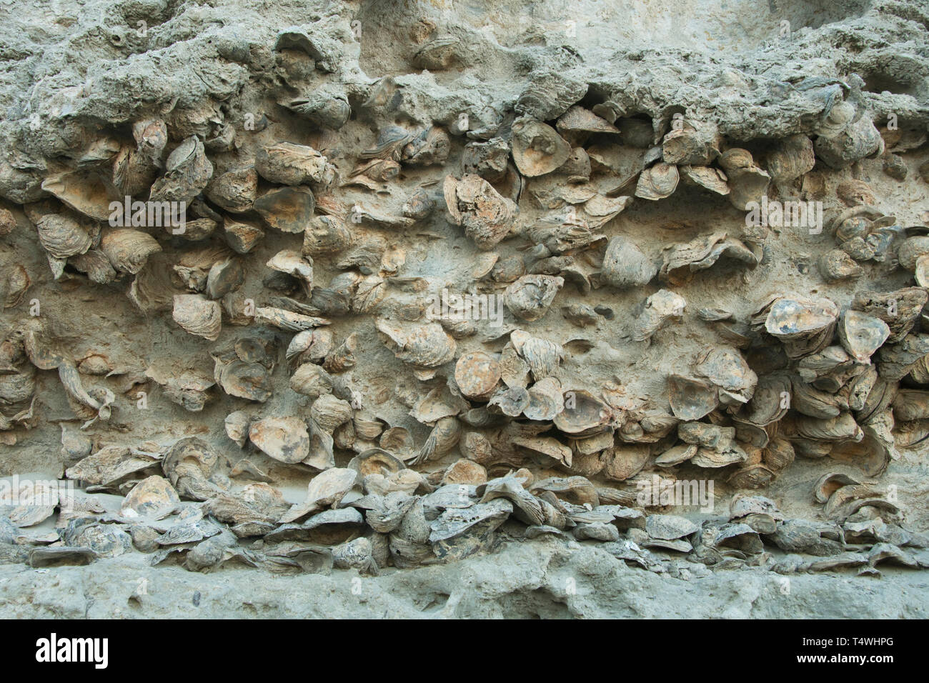 Strato di fossili di ostriche, Miocene età, la Penisola Valdes, Patagonia, Argentina Foto Stock