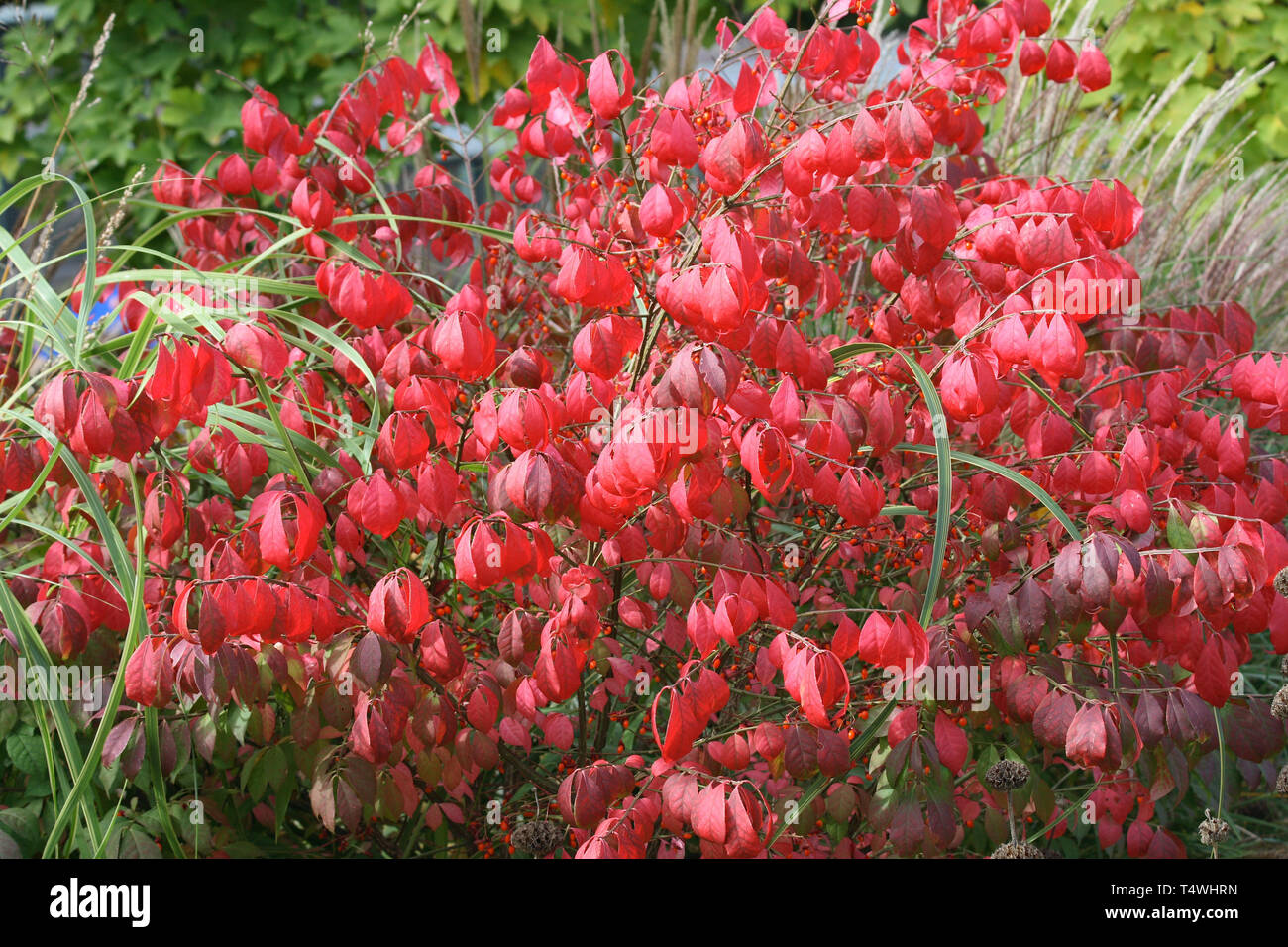 Piccolo Arbusto con foglie rosse Kleiner Strauch mit roten Blättern Foto Stock