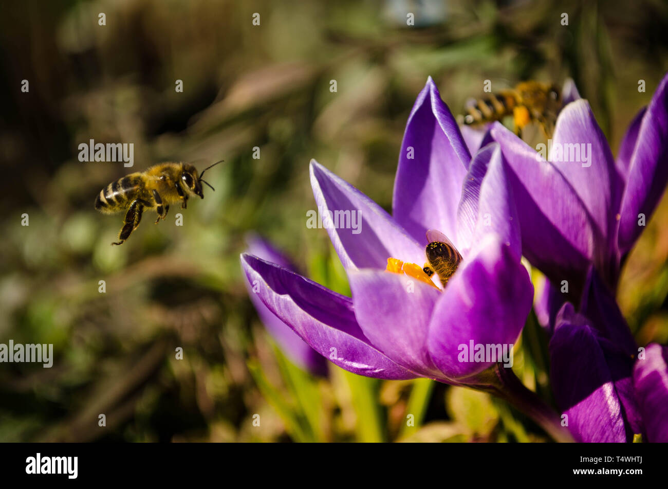 Bienen Foto Stock
