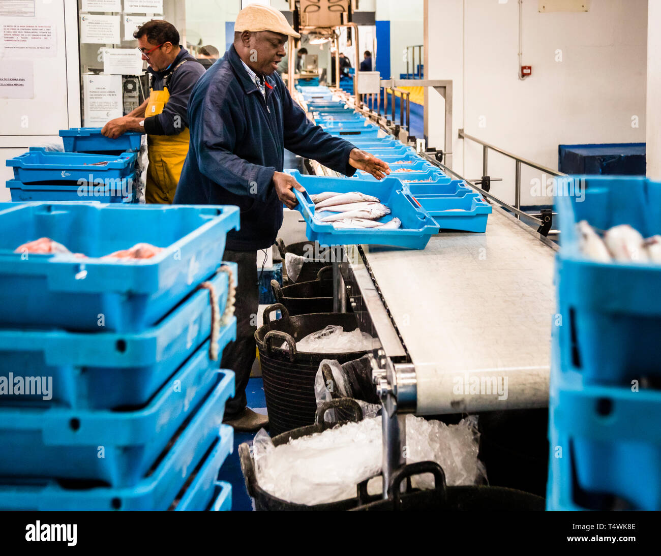 Asta catalana di pesce a Palamós, Catalunya, Spagna. Indossare la cinghia. La casella è contrassegnata con il nome della barca da pesca e l'indicazione del tipo di pesce e della zona di pesca Foto Stock