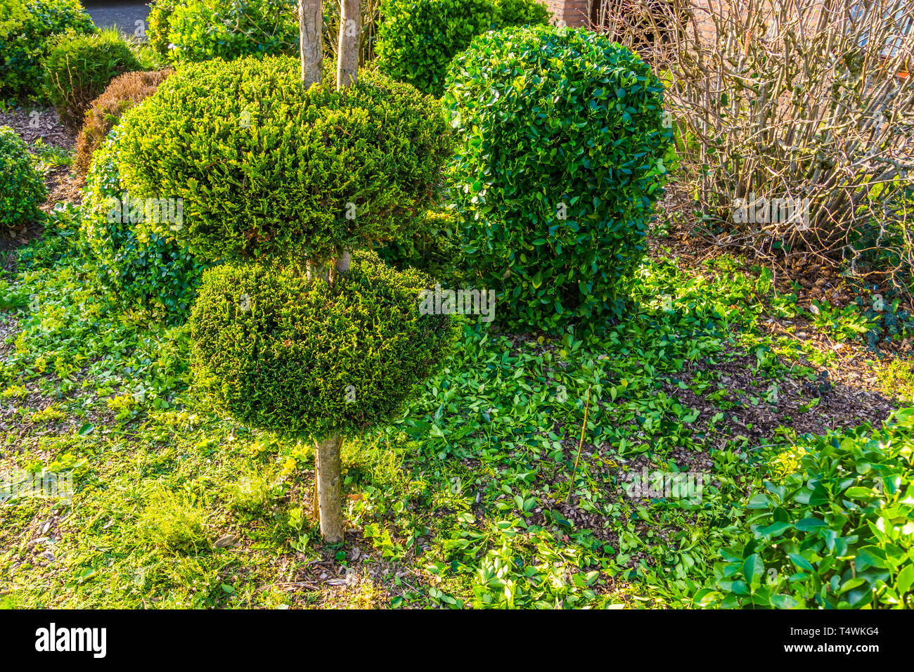 La potatura di fresco cortile, giardino manutenzione, conifera albero con una decorazione forme rotonde Foto Stock