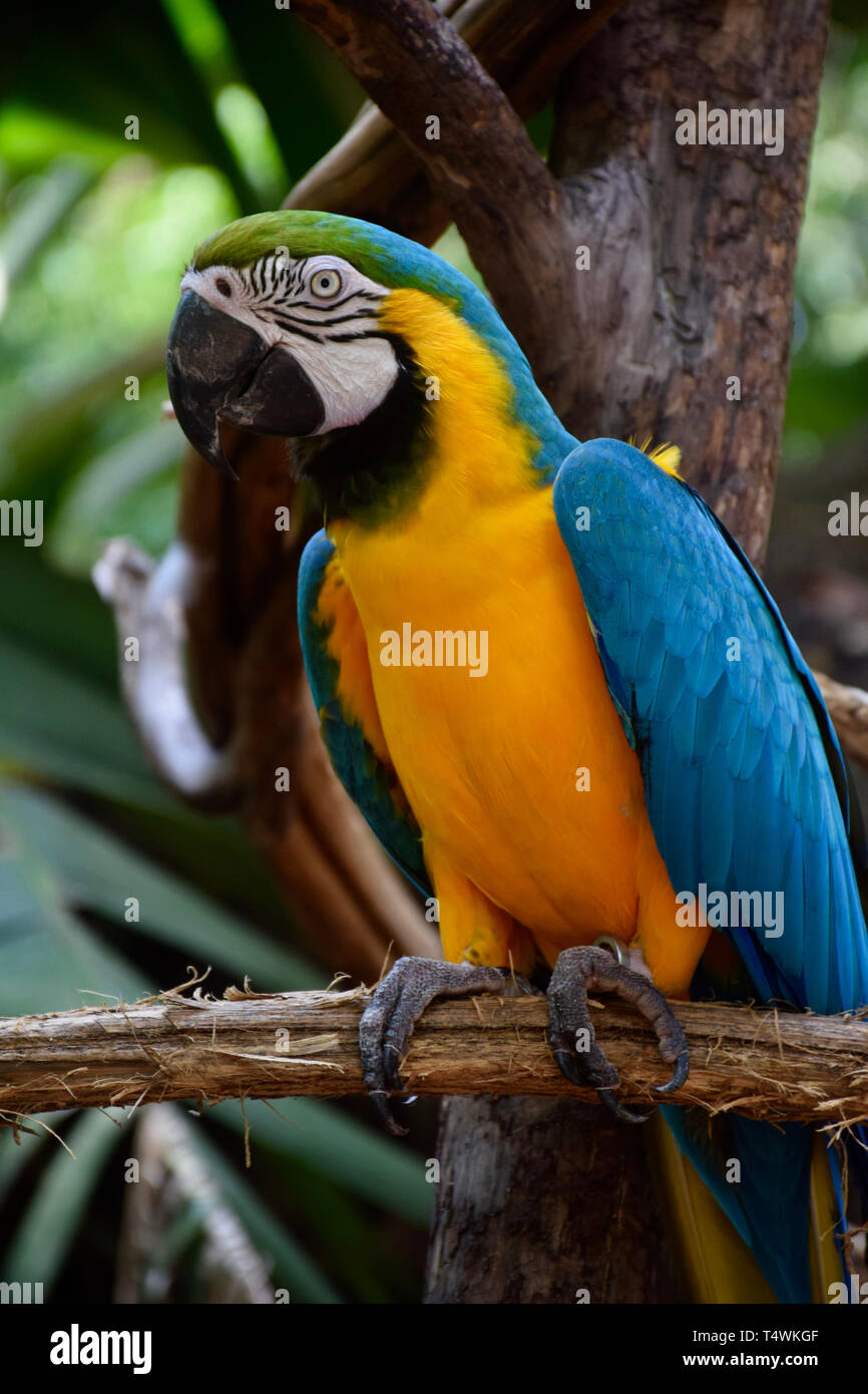 Blu e Giallo Macaw Parrot, i pappagalli più grande al mondo Foto Stock