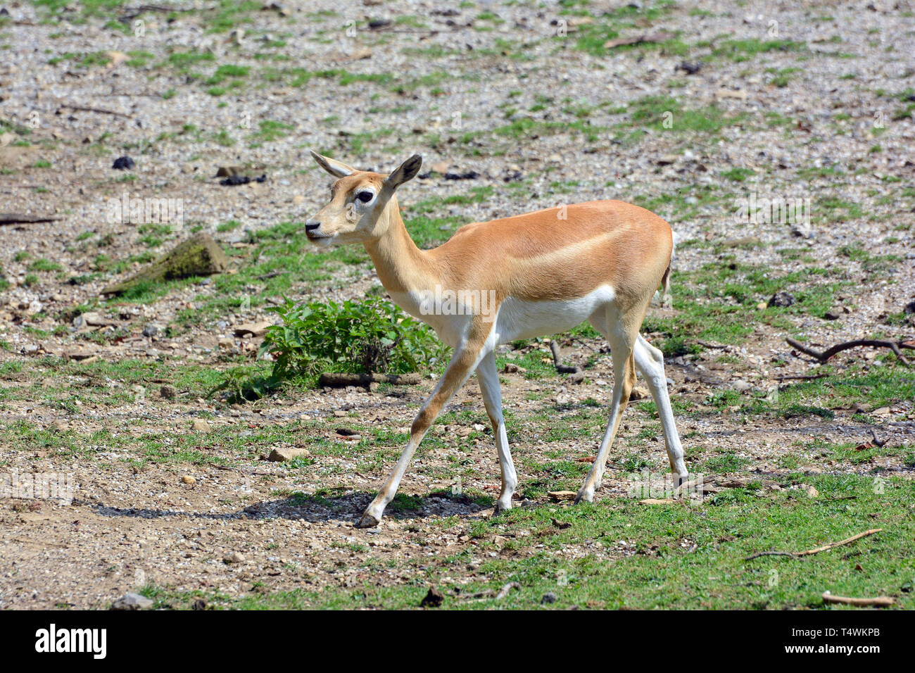 Blackbuck, indiane antilopi, Hirschziegenantilope, Antilope cervicapra, indiai antilop Foto Stock
