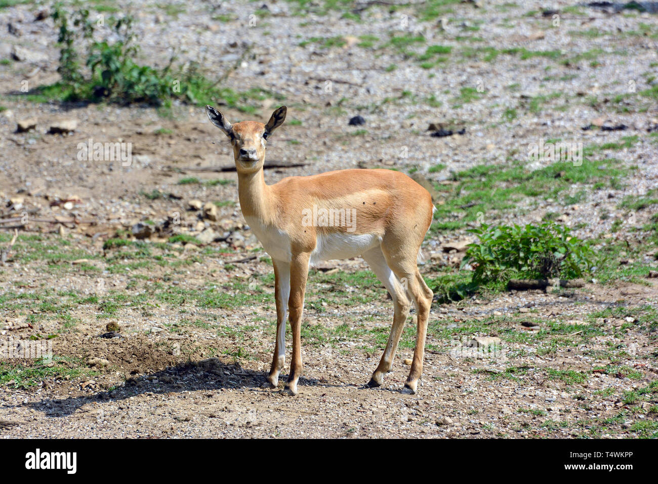 Blackbuck, indiane antilopi, Hirschziegenantilope, Antilope cervicapra, indiai antilop Foto Stock